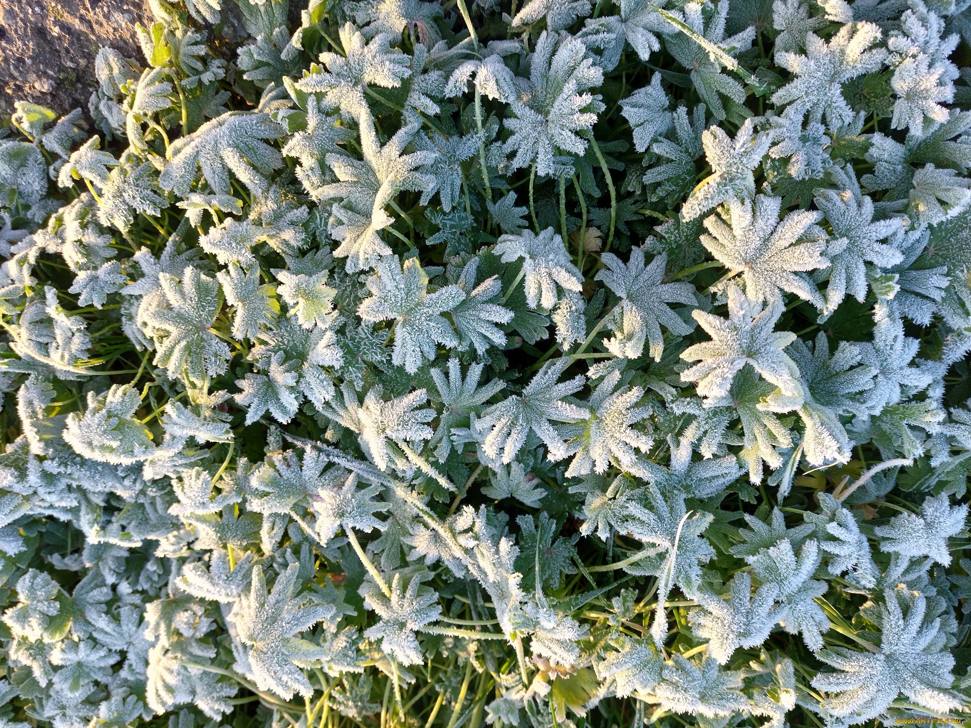 природа, макро, иней