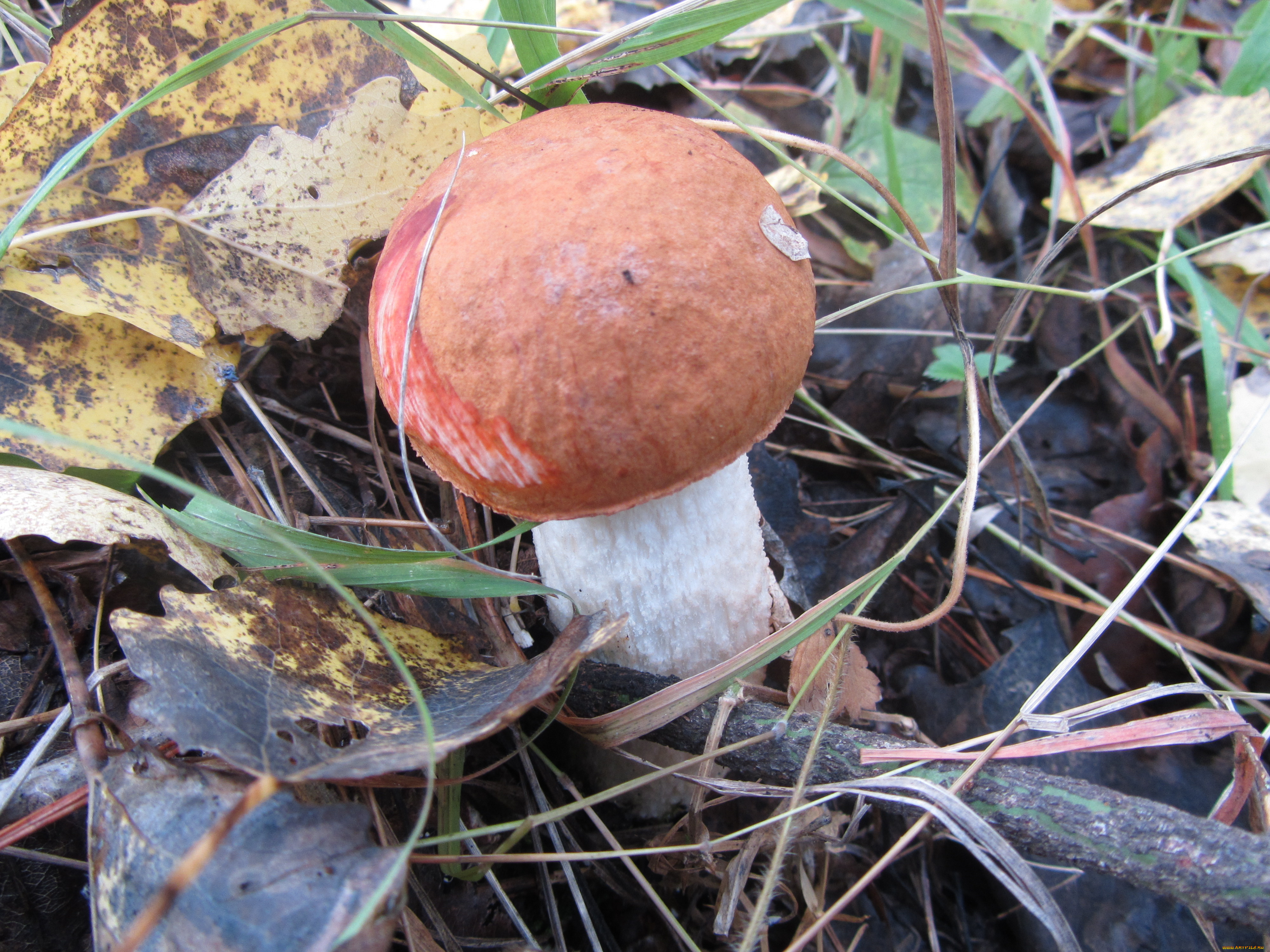 природа, грибы