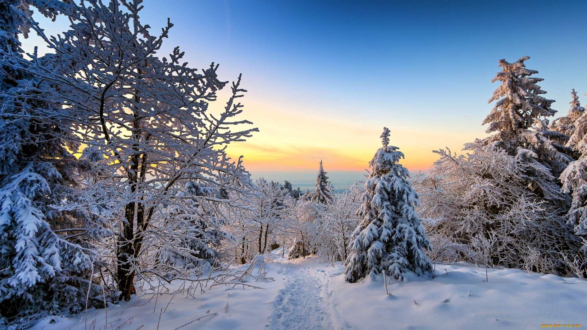 природа, зима, снег, лес, следы, деревья