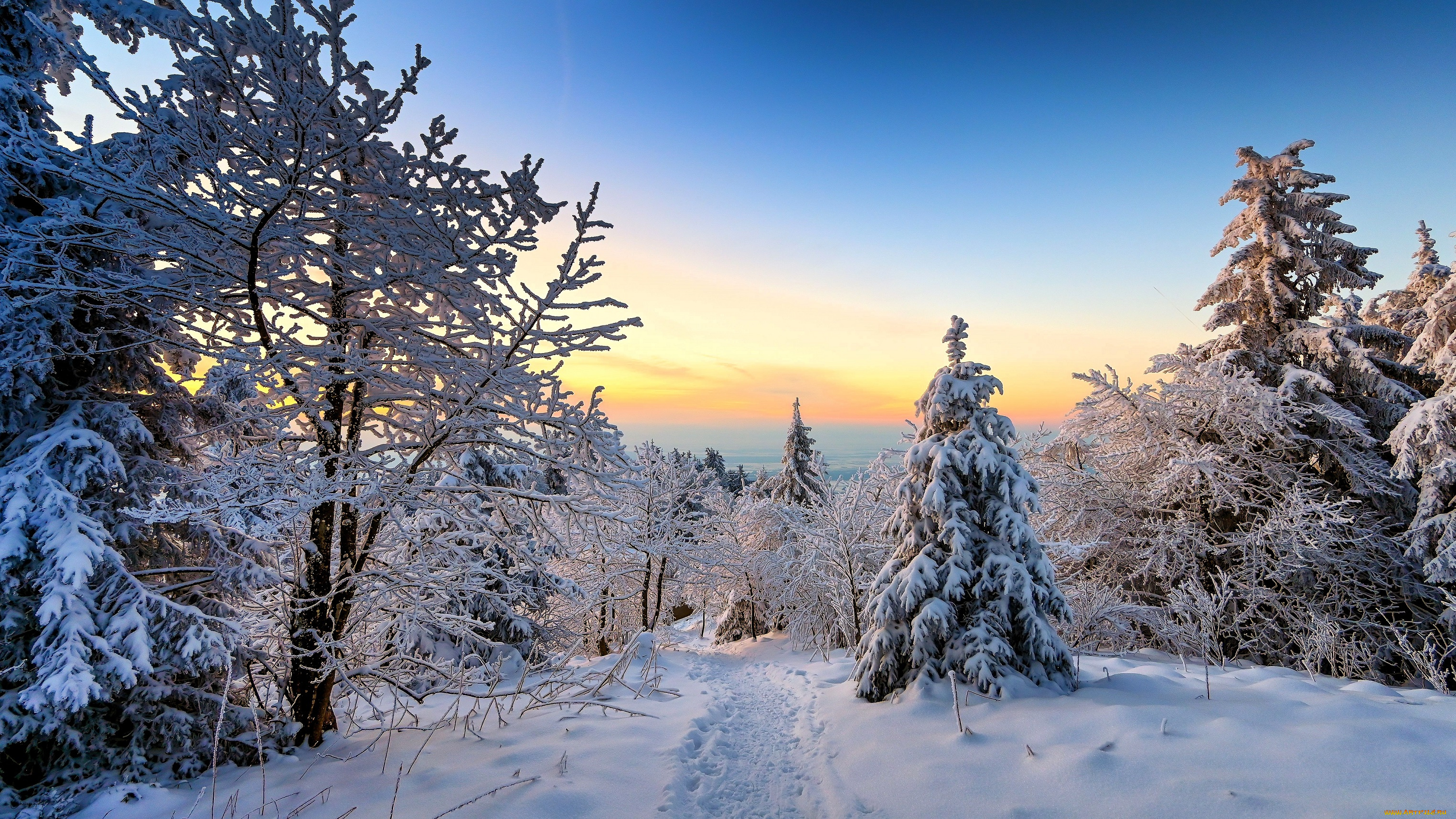 природа, зима, снег, лес, следы, деревья