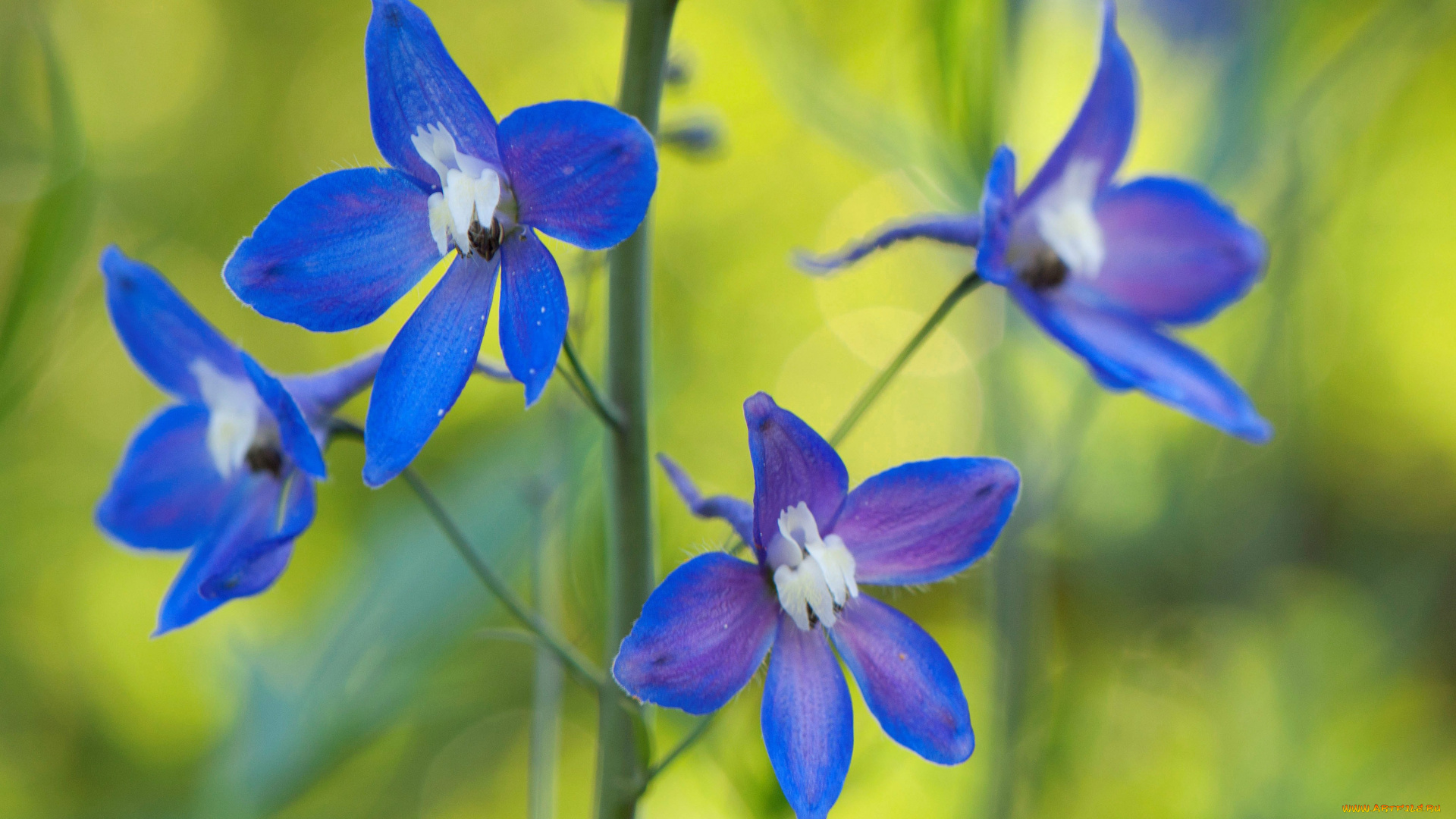 цветы, дельфиниум