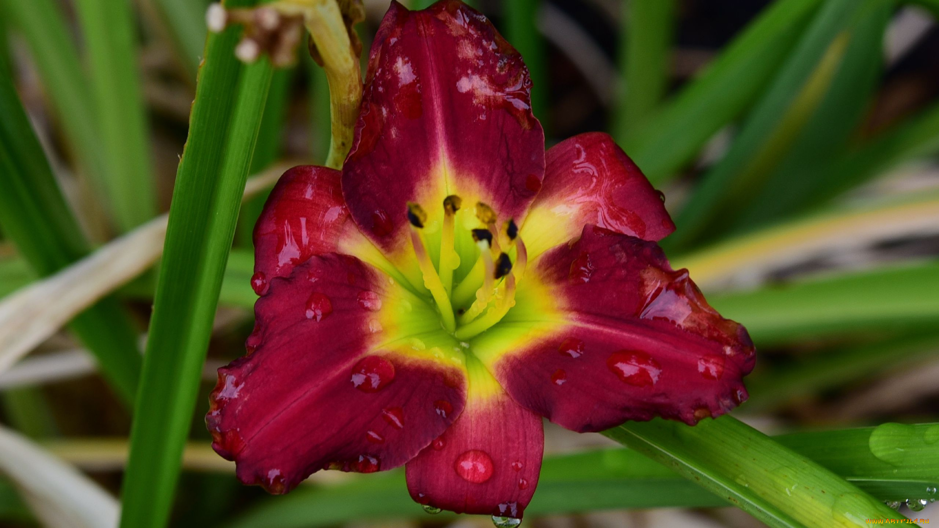 цветы, лилии, , лилейники, макро, лилейник, капли