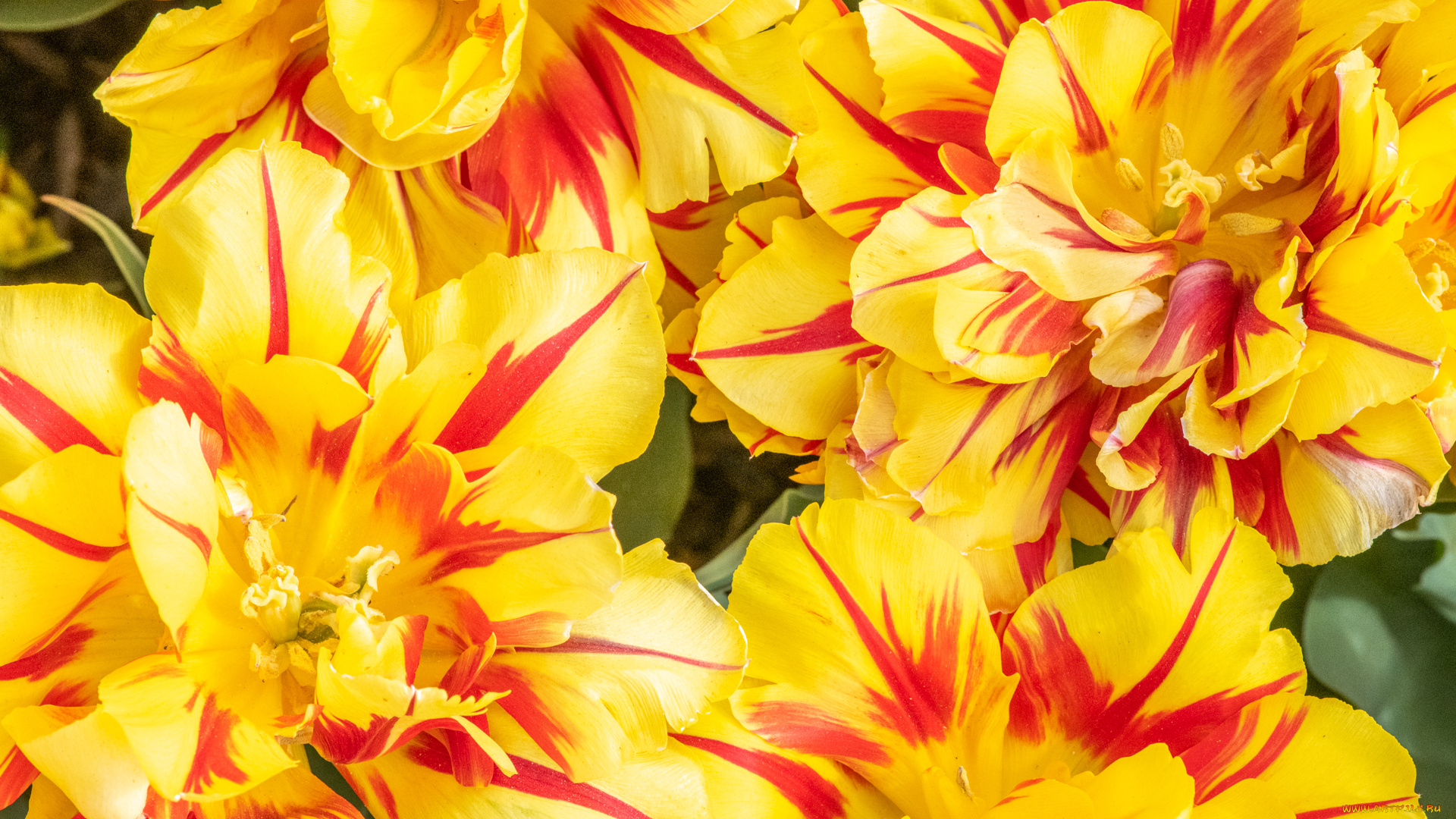 цветы, тюльпаны