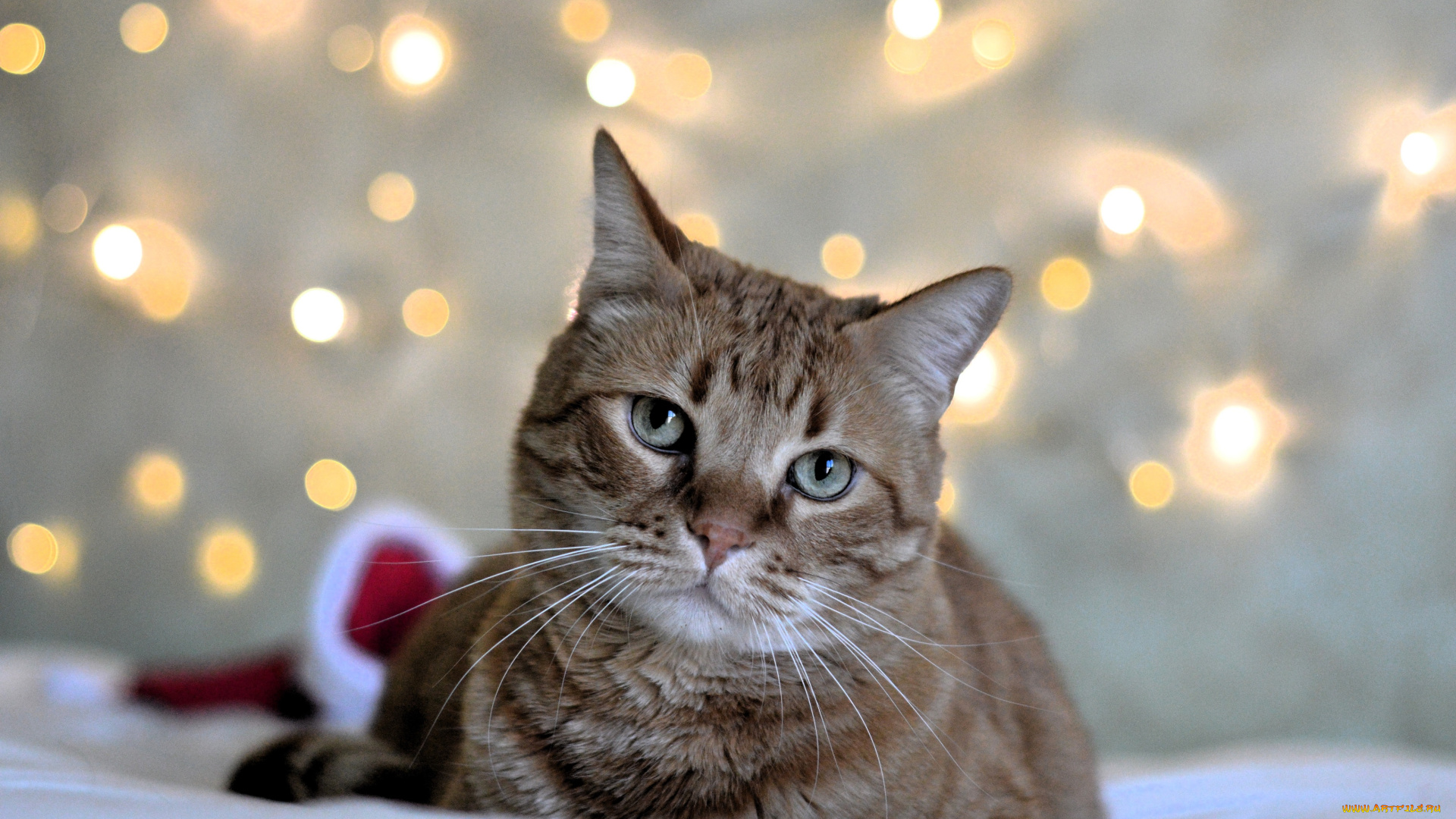 животные, коты, кот, блики