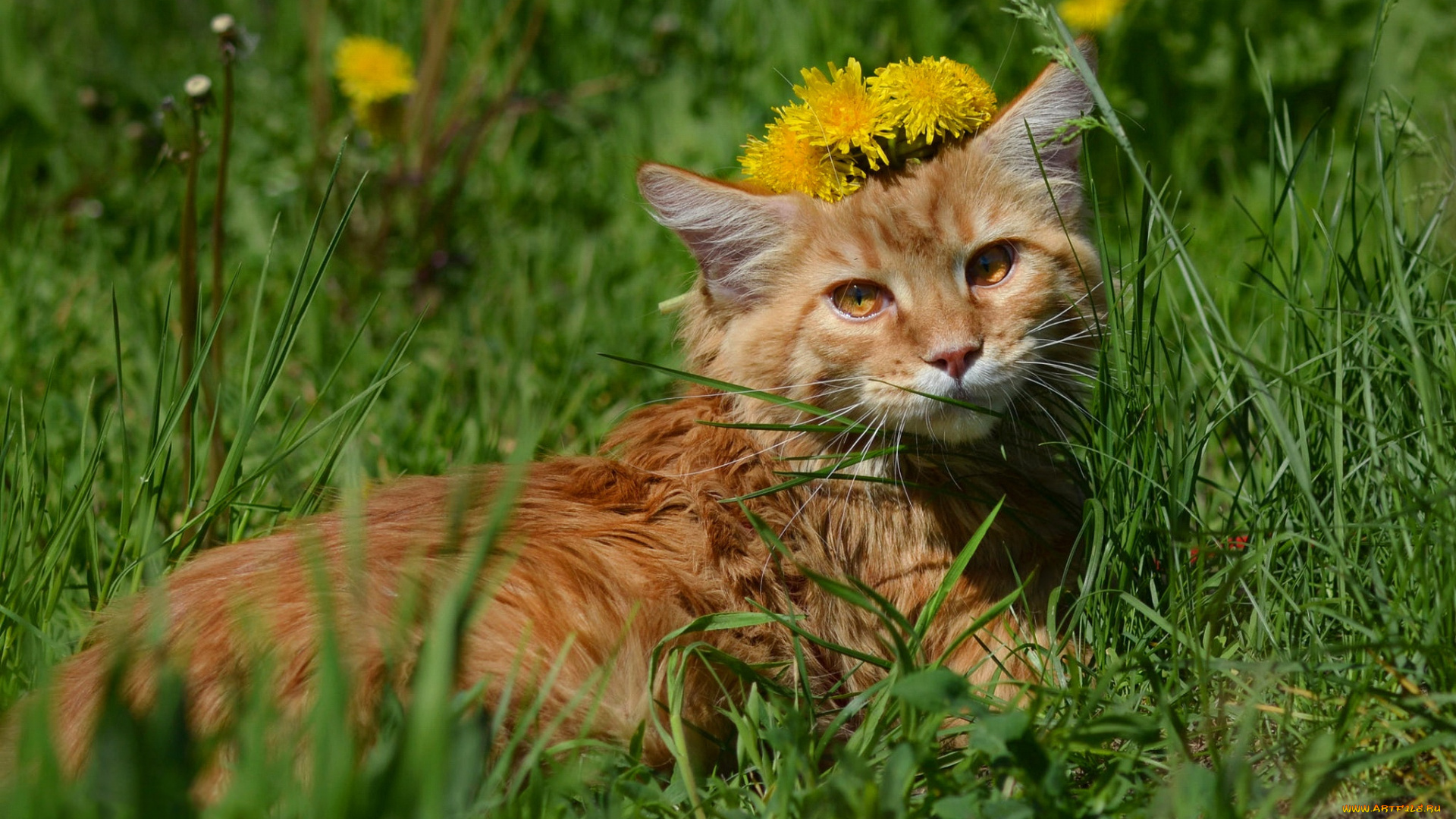 животные, коты, кот, кошка