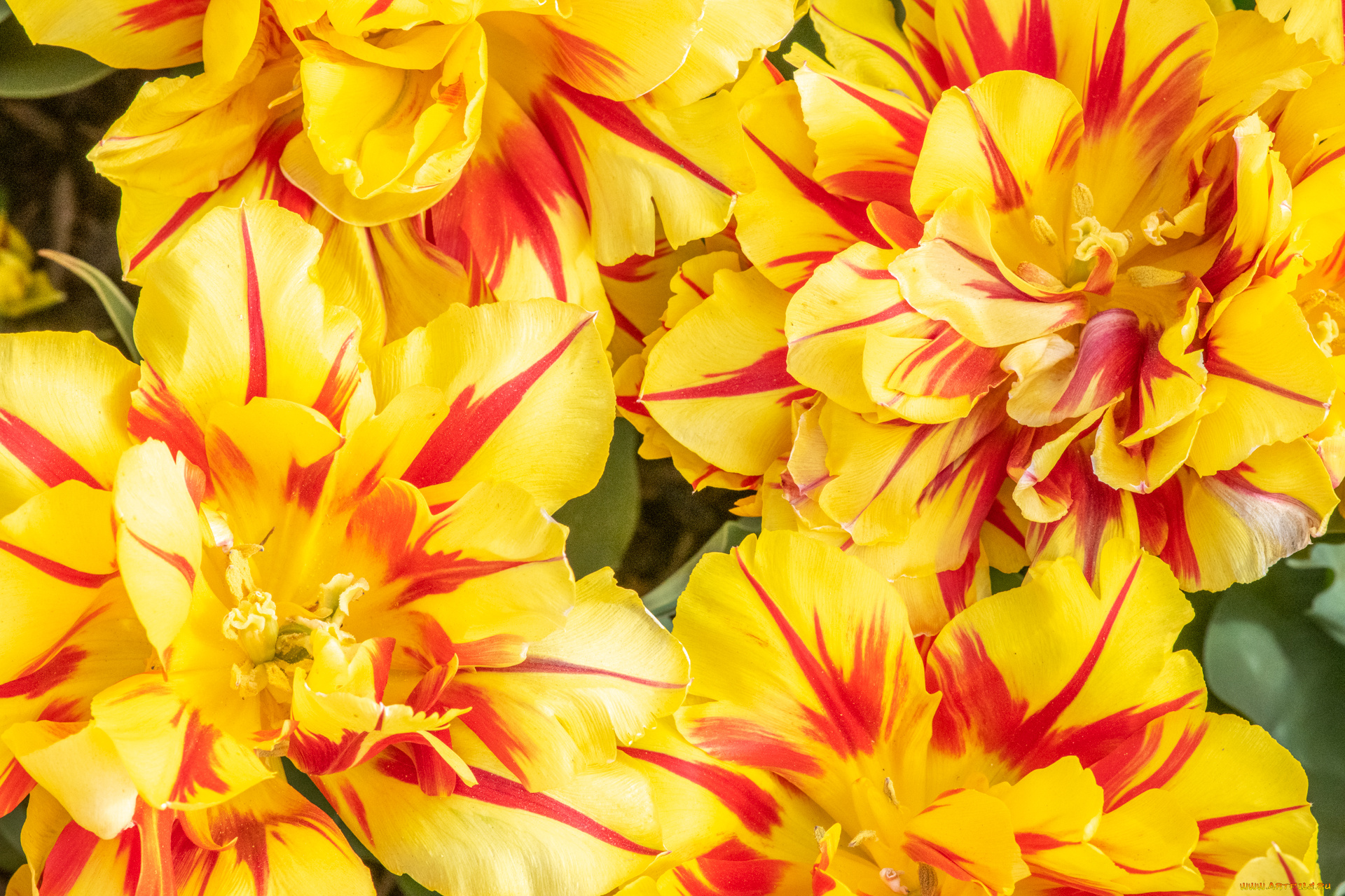 цветы, тюльпаны