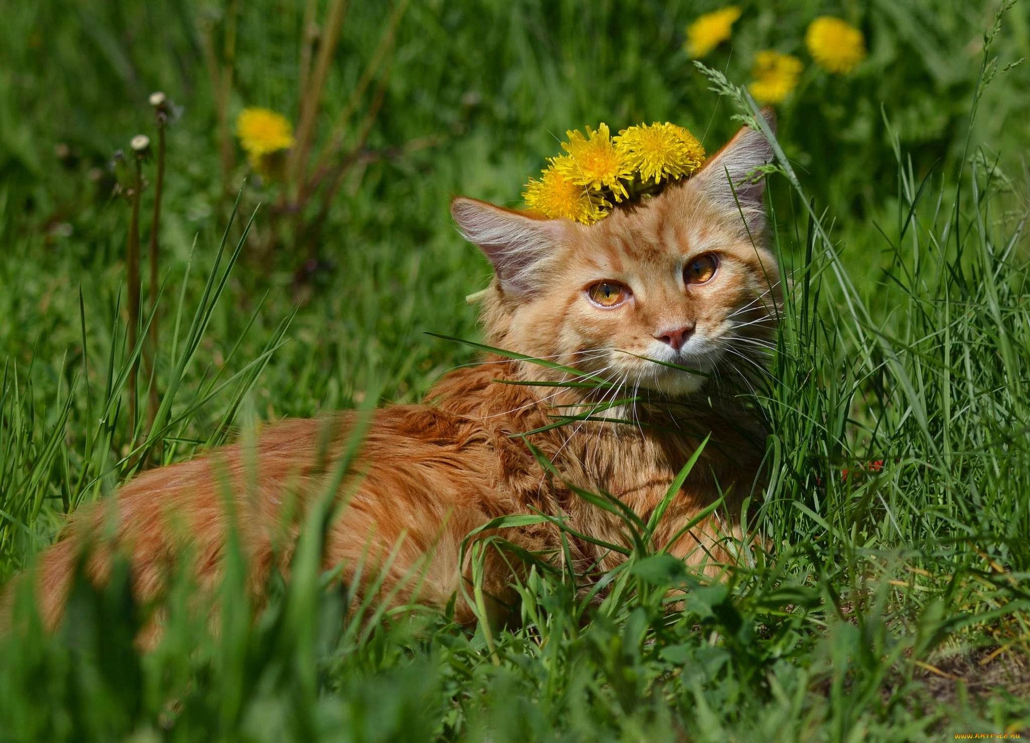 животные, коты, кот, кошка