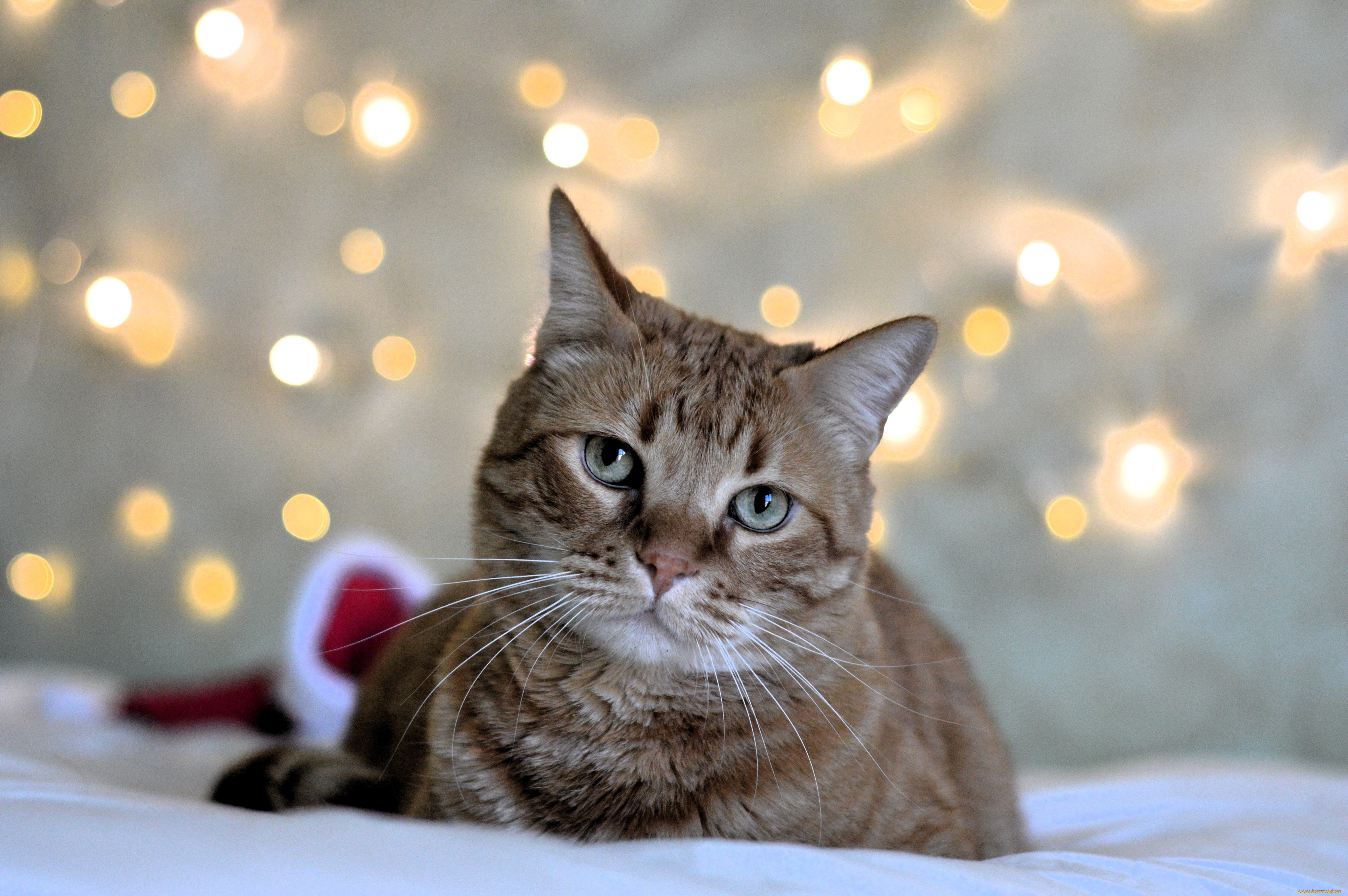 животные, коты, кот, блики