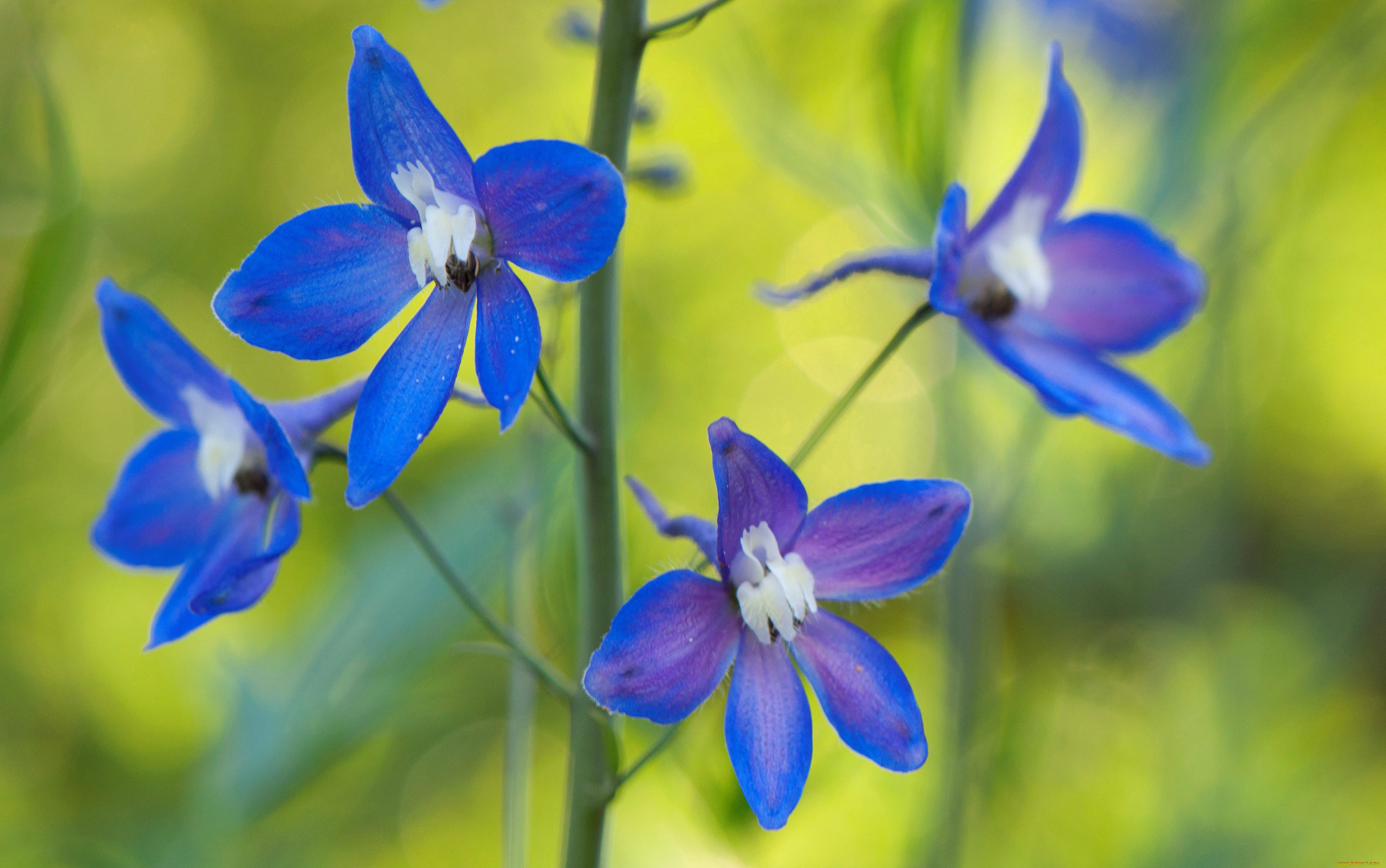 цветы, дельфиниум