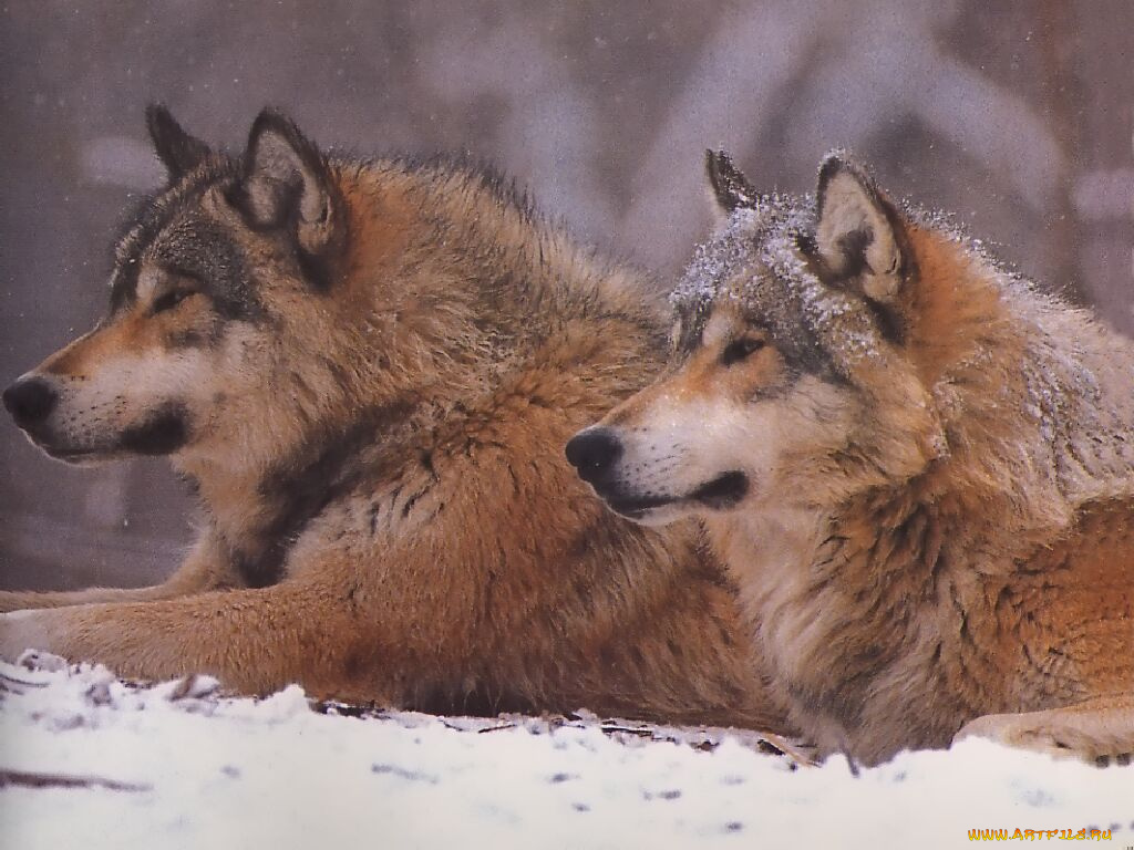 животные, волки