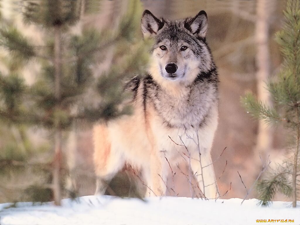 животные, волки