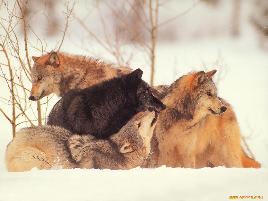 животные, волки