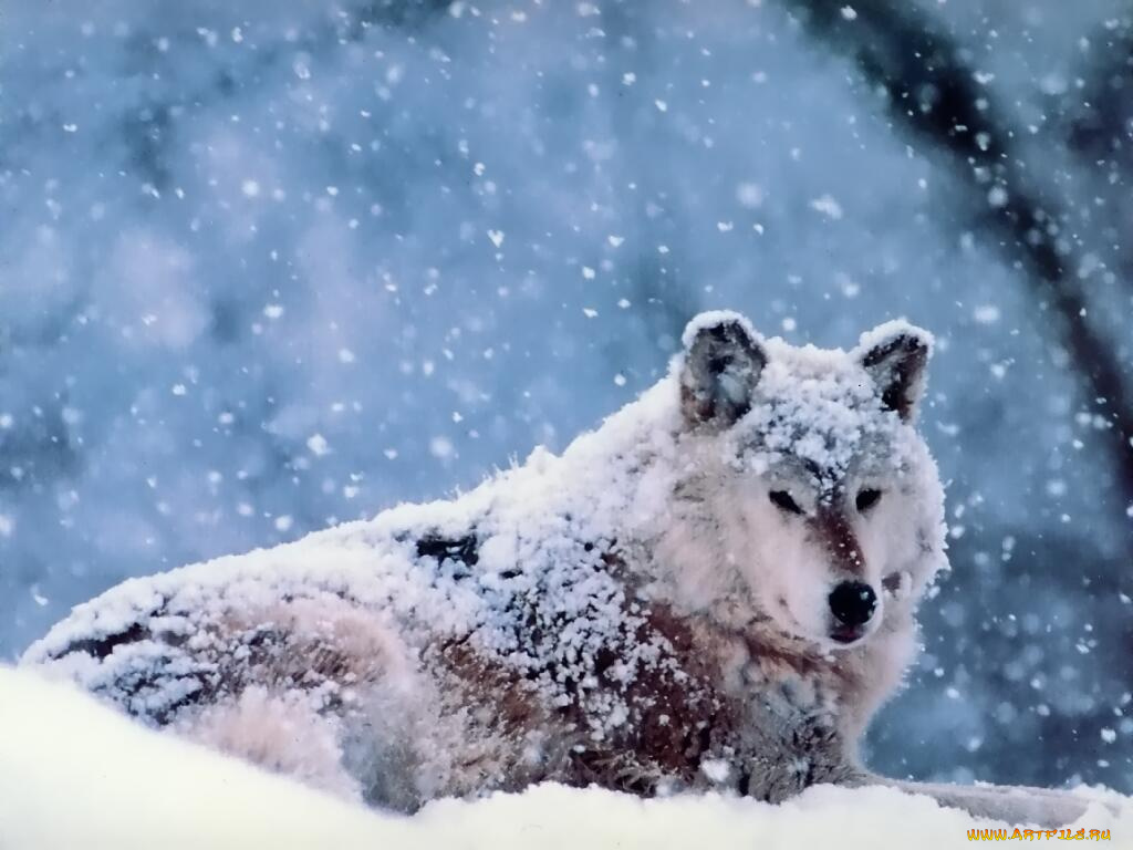 животные, волки