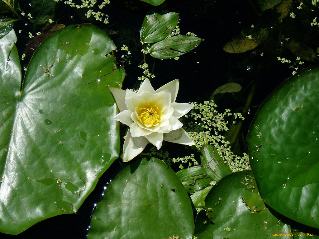 melena, есть, старом, парке, пруд, цветы, лилии, водяные, нимфеи, кувшинки