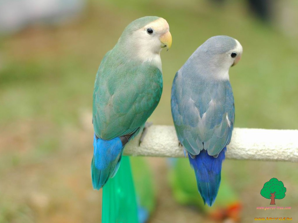 животные, попугаи