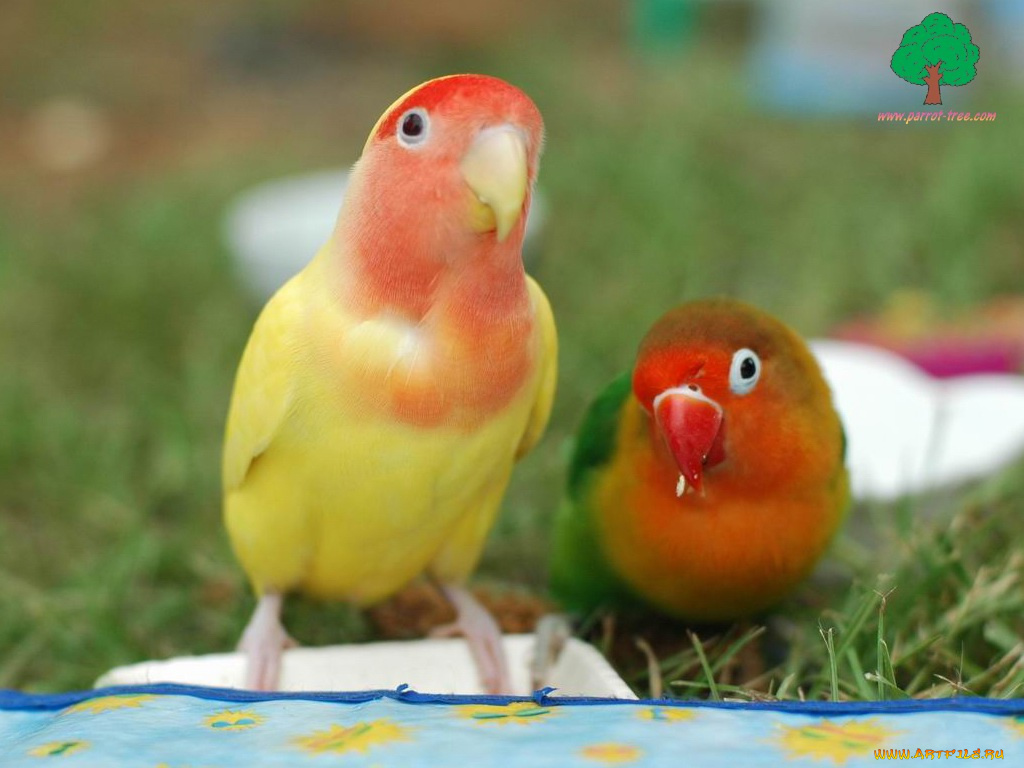 животные, попугаи