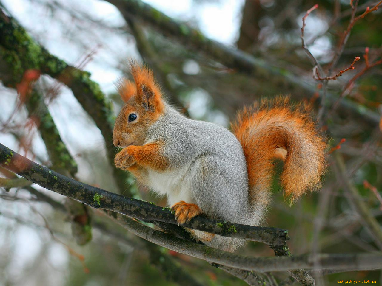 животные, белки