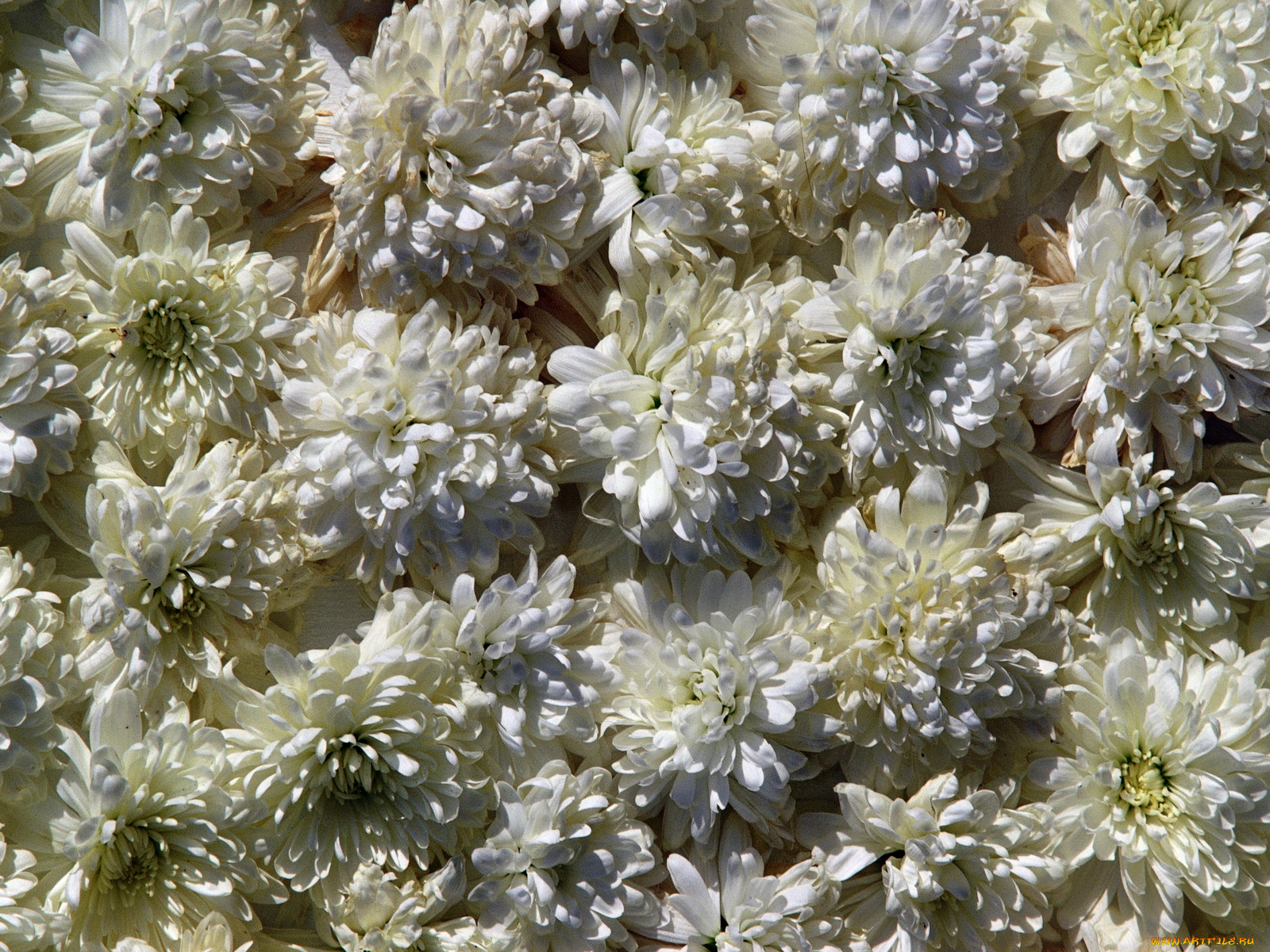 цветы, хризантемы