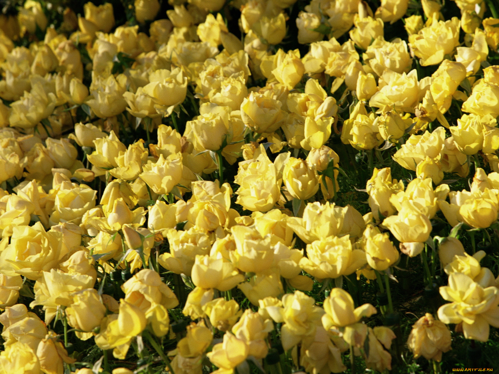 цветы, розы