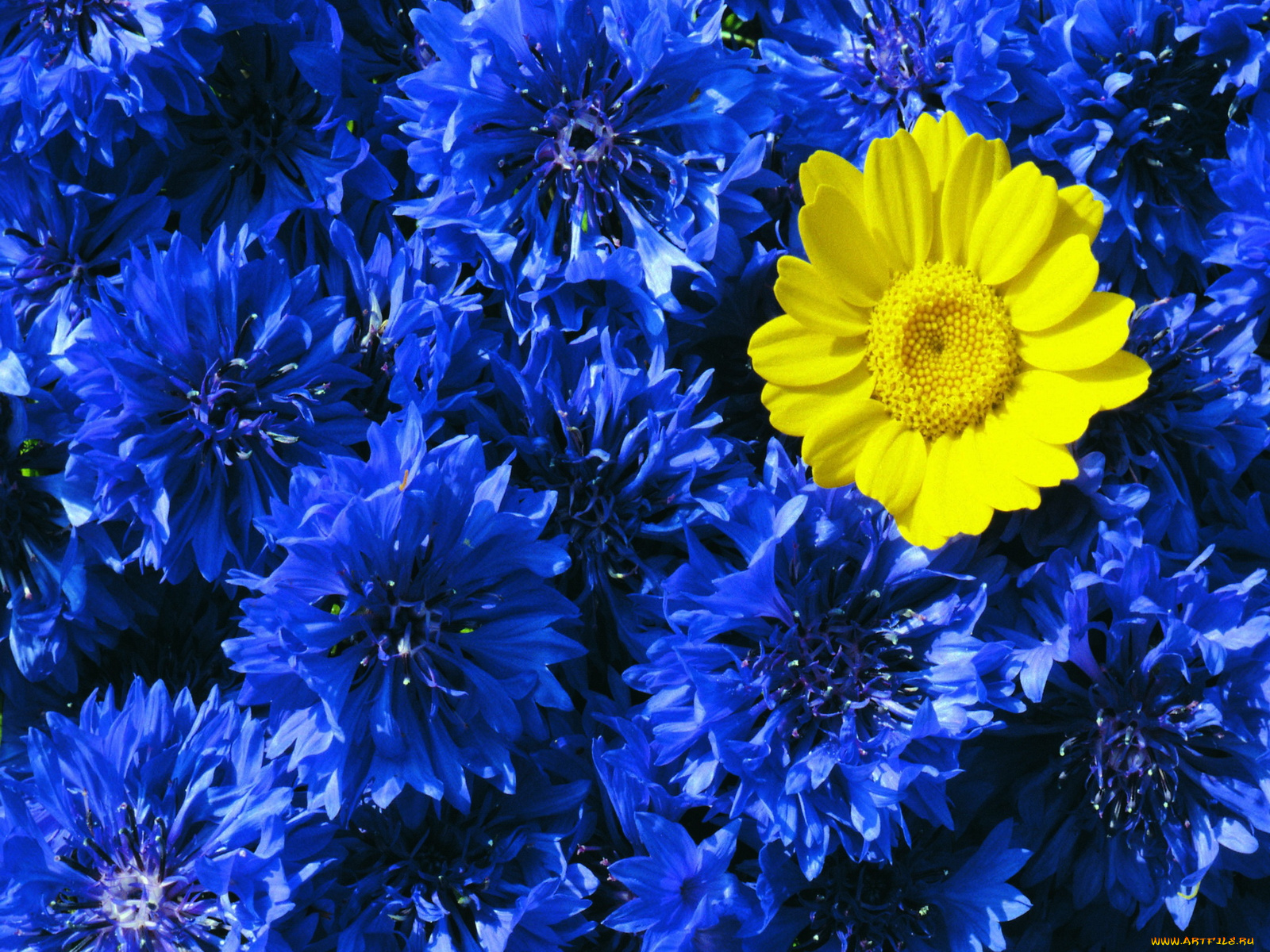 цветы, васильки