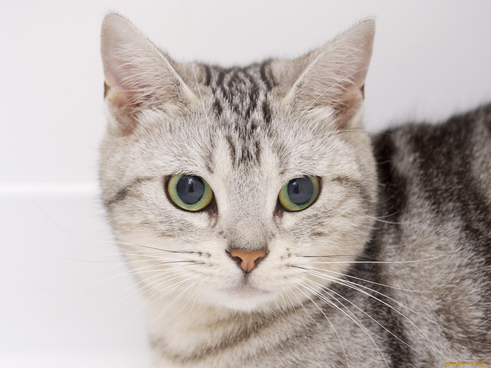 животные, коты