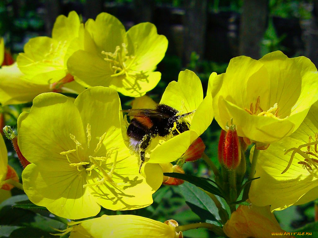 цветы, энотеры