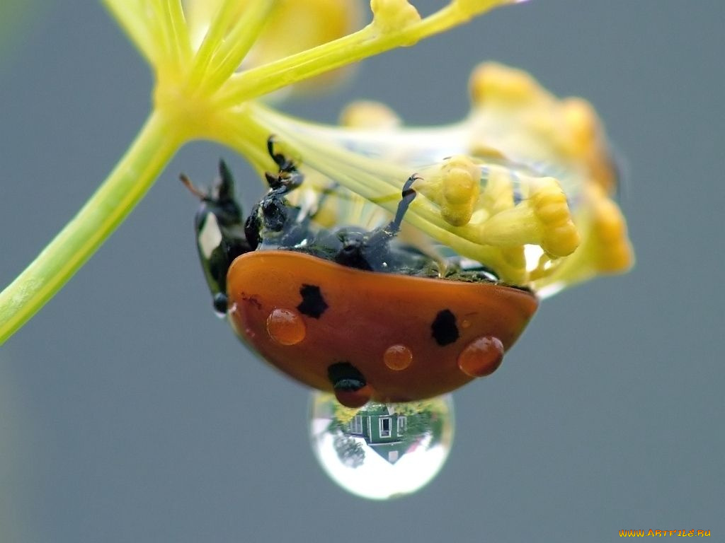 животные, божьи, коровки