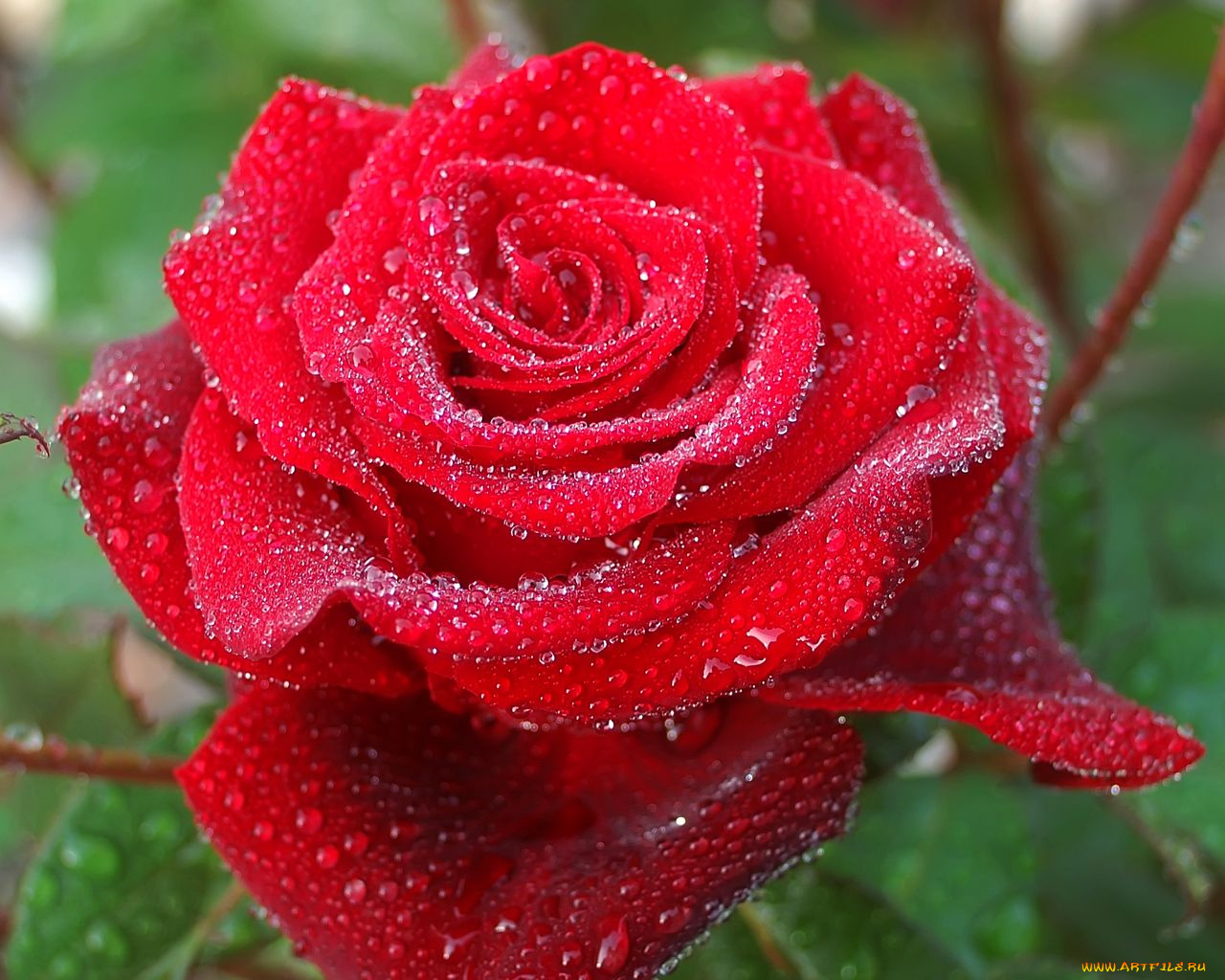 цветы, розы