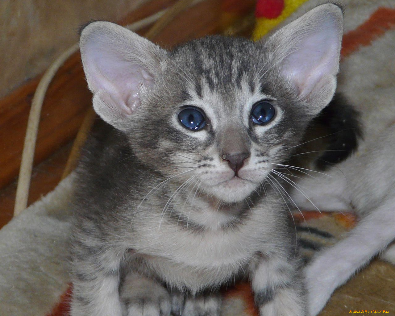 животные, коты