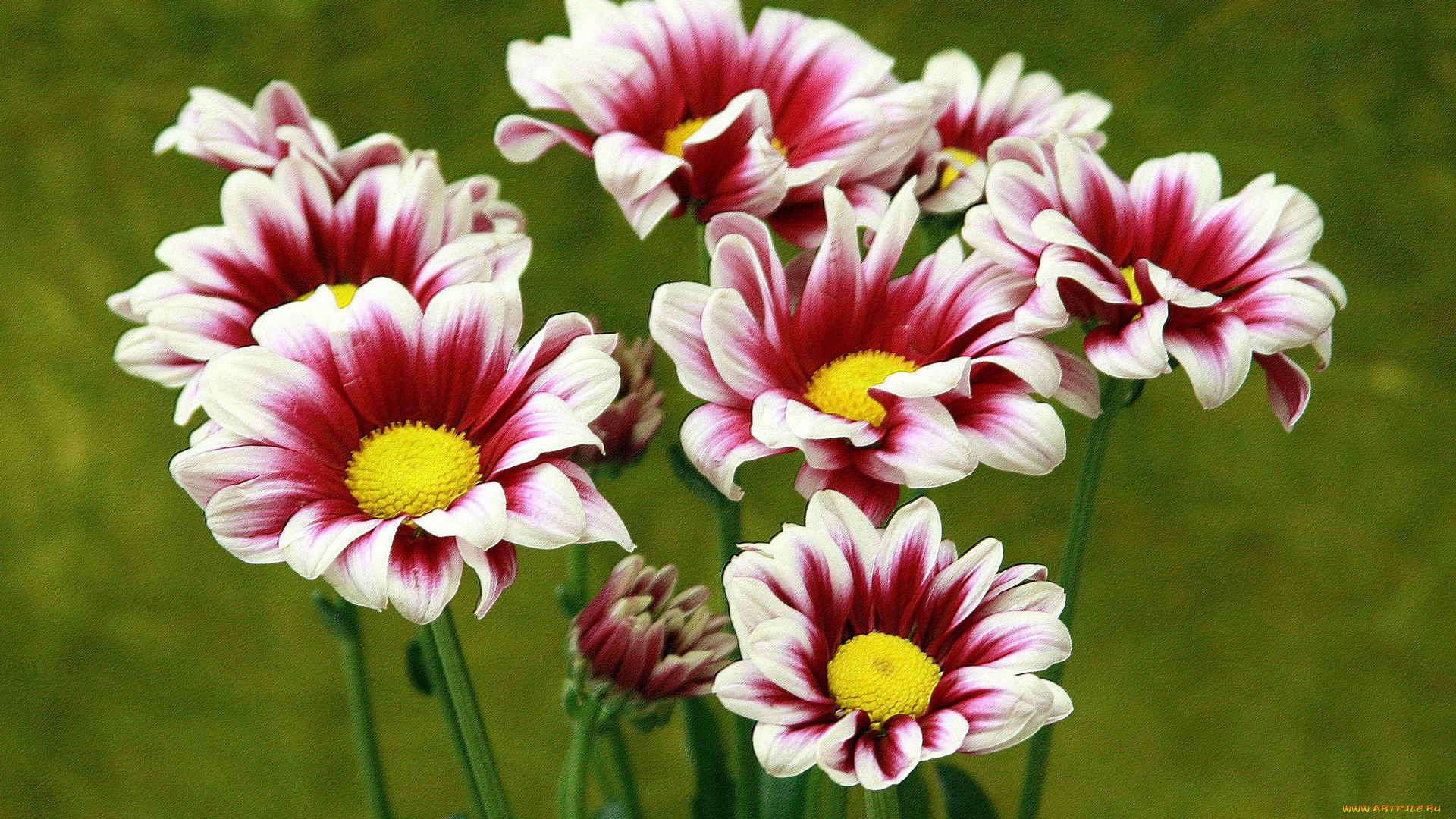 цветы, хризантемы