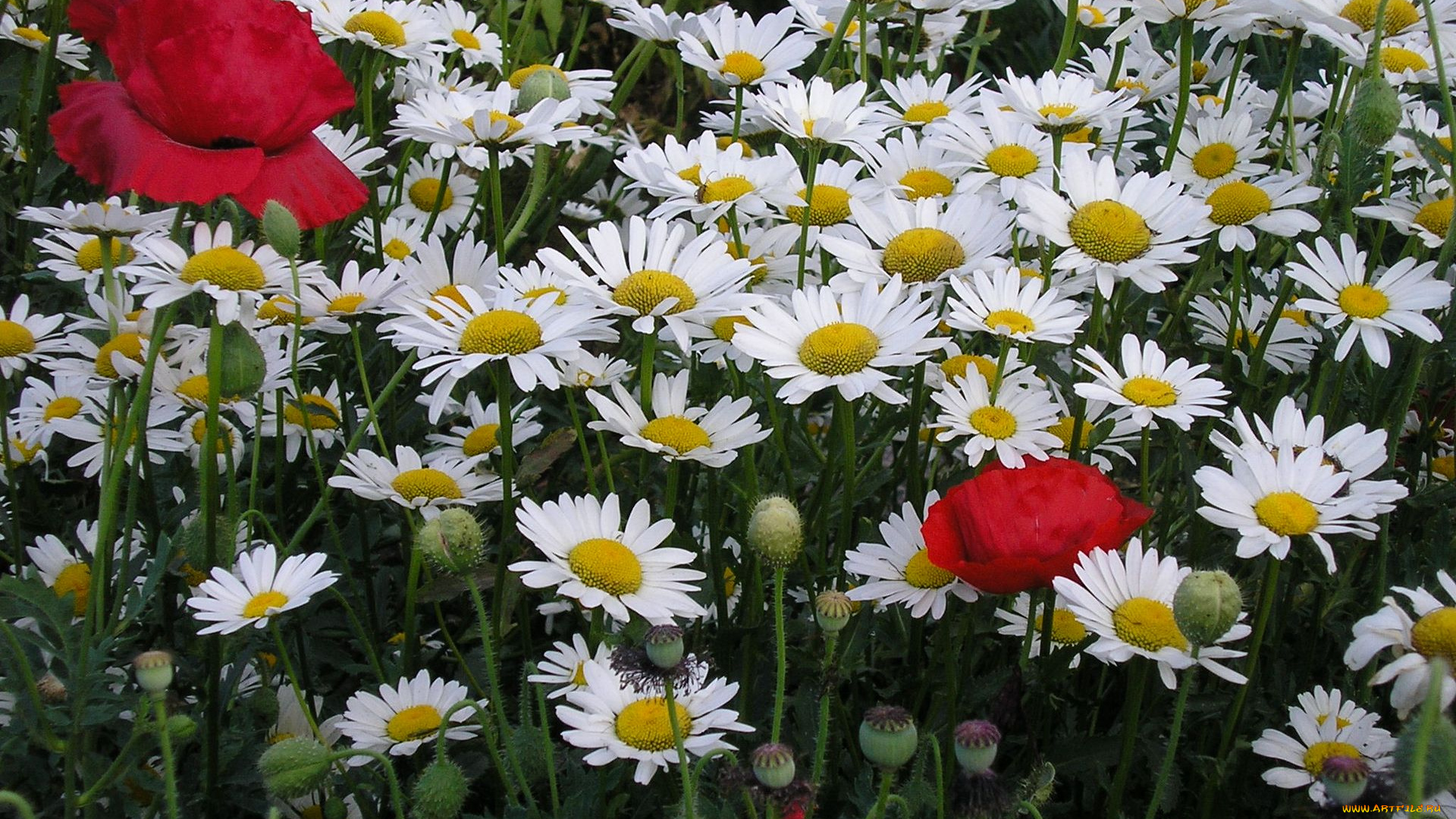 цветы, луговые, полевые