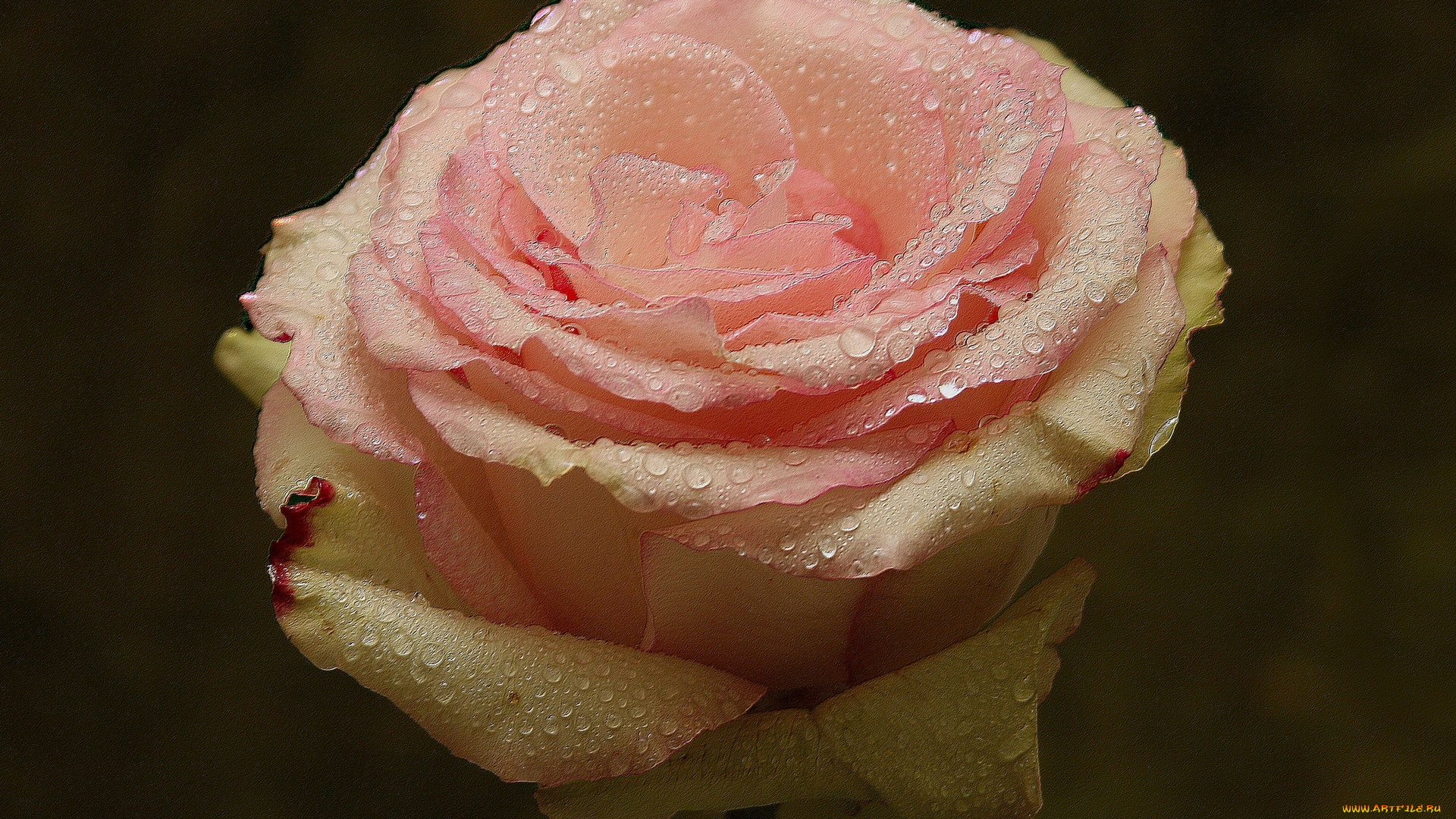 цветы, розы