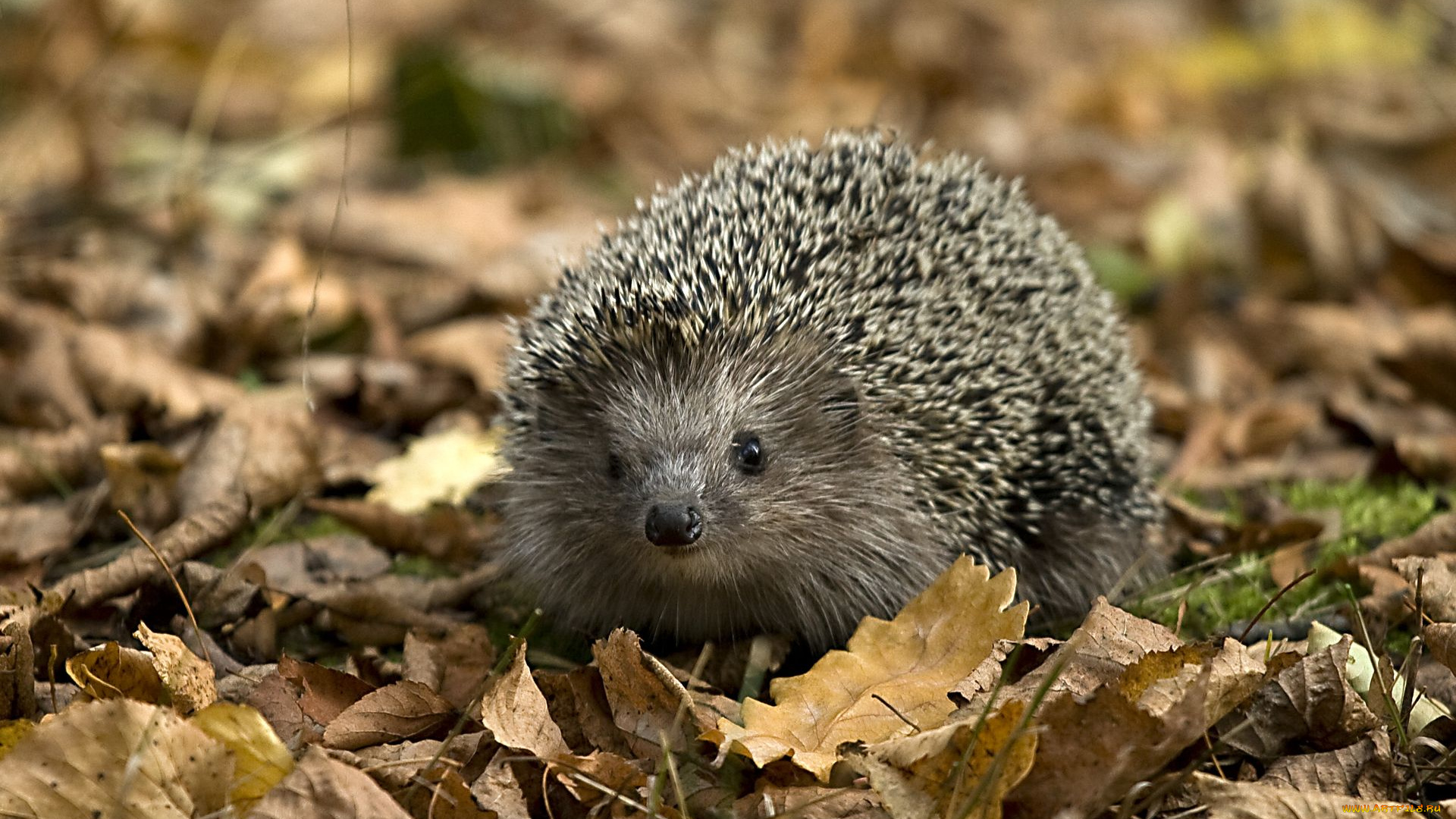 животные, ежи