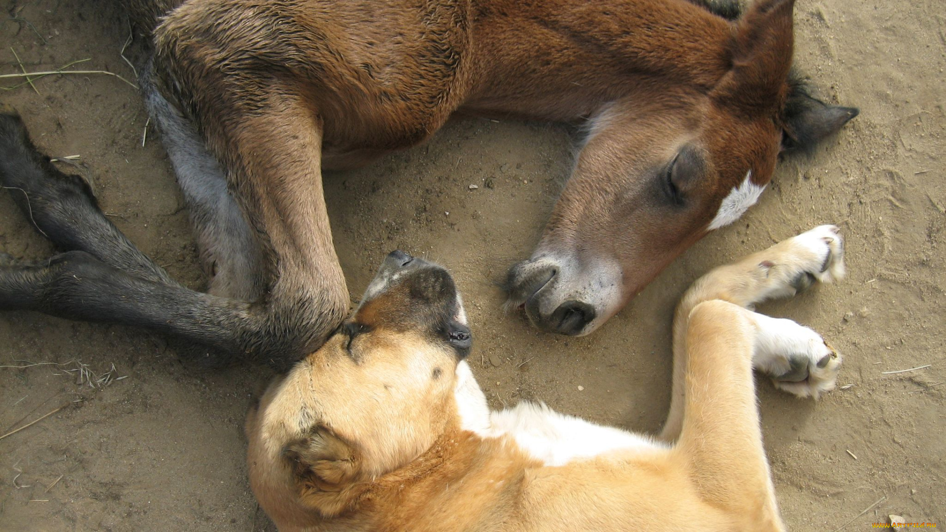 животные, разные, вместе