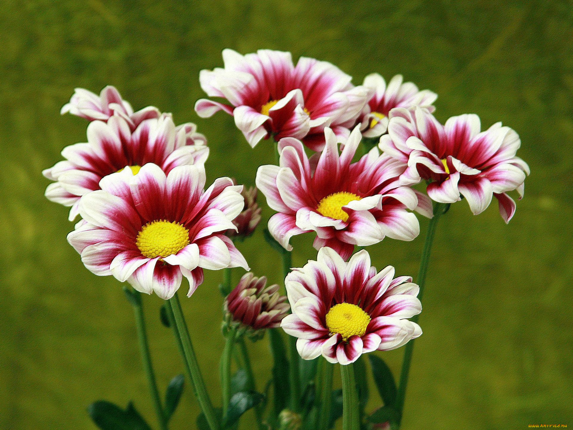 цветы, хризантемы