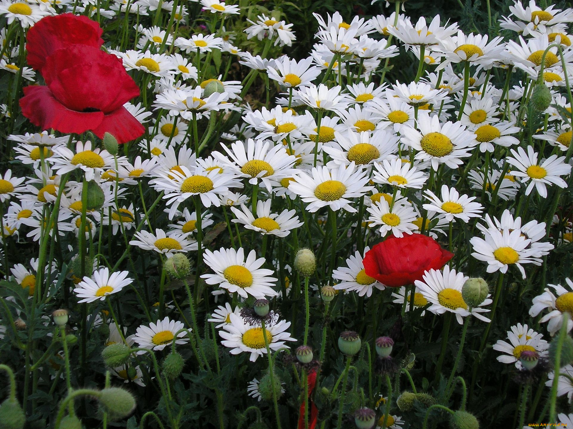 цветы, луговые, полевые