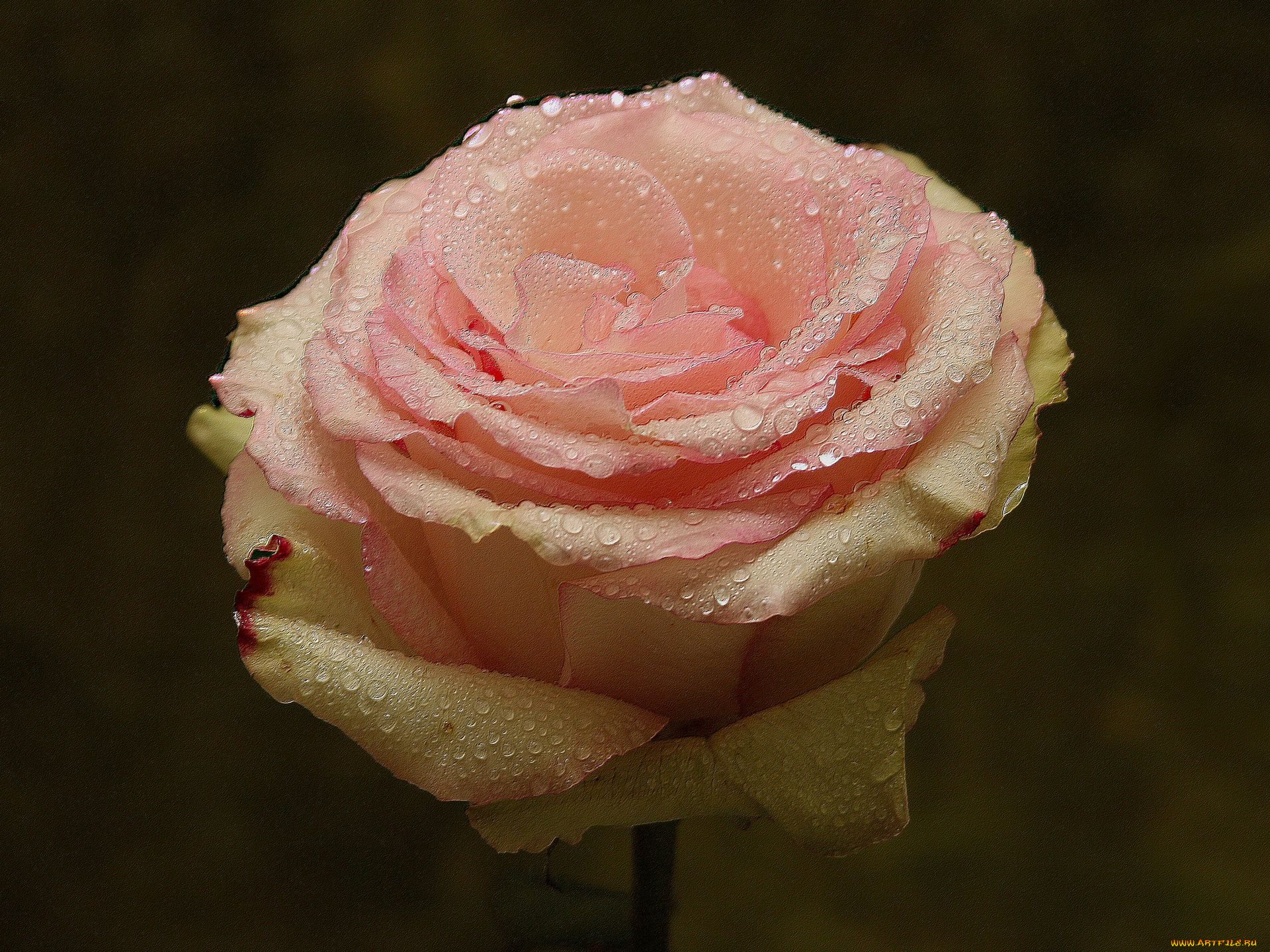 цветы, розы