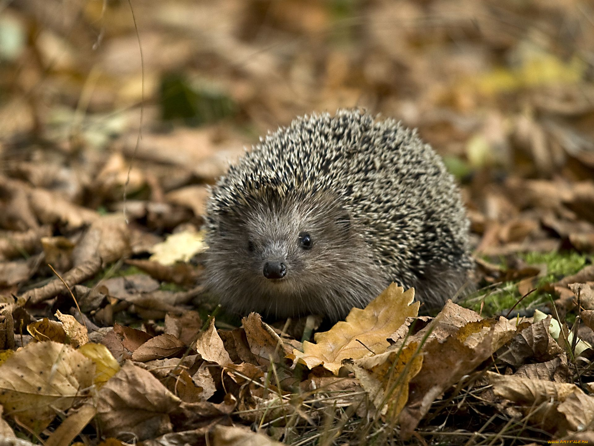 животные, ежи