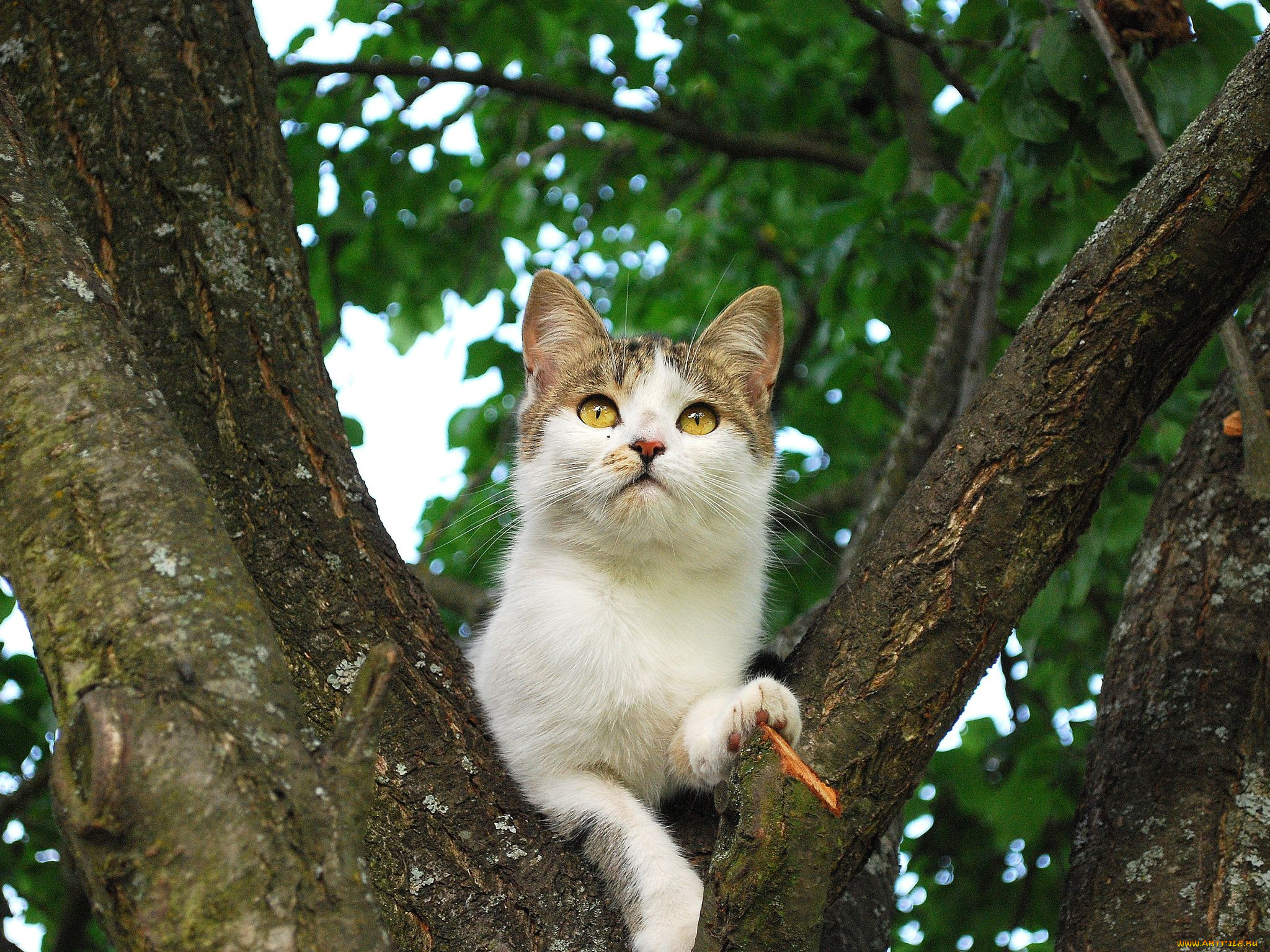 животные, коты