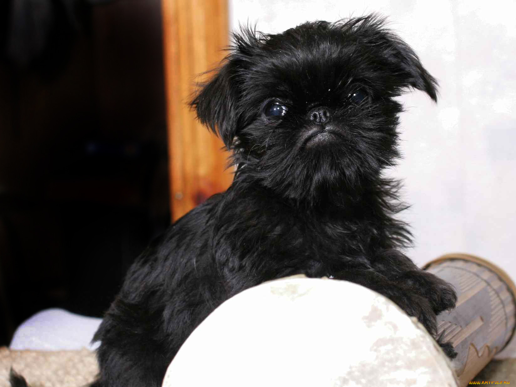 животные, собаки, собака, гриффон