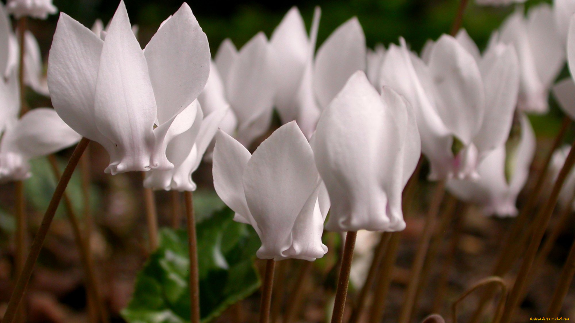 цикламен, цветы, цикламены, бледно-розовый