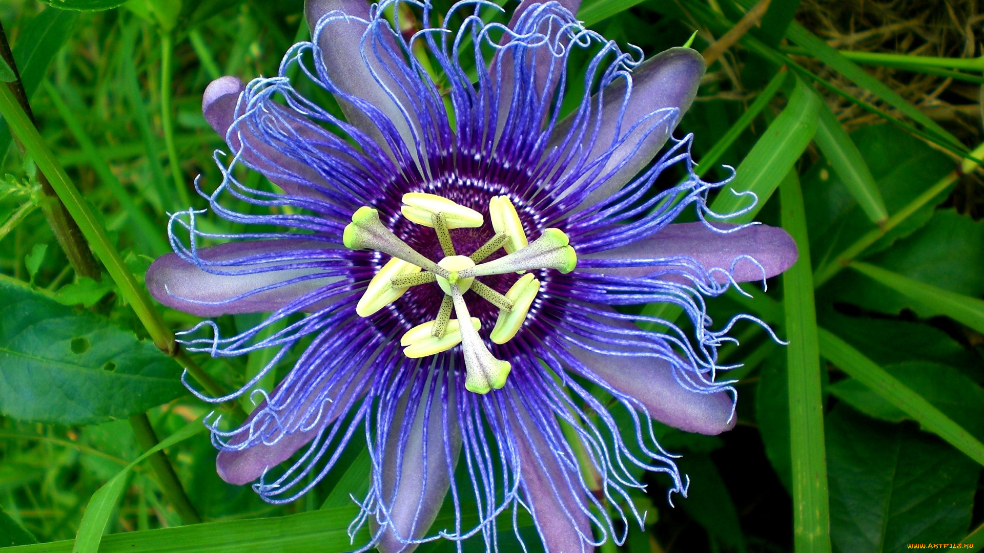 цветы, пассифлора, фиолетовый