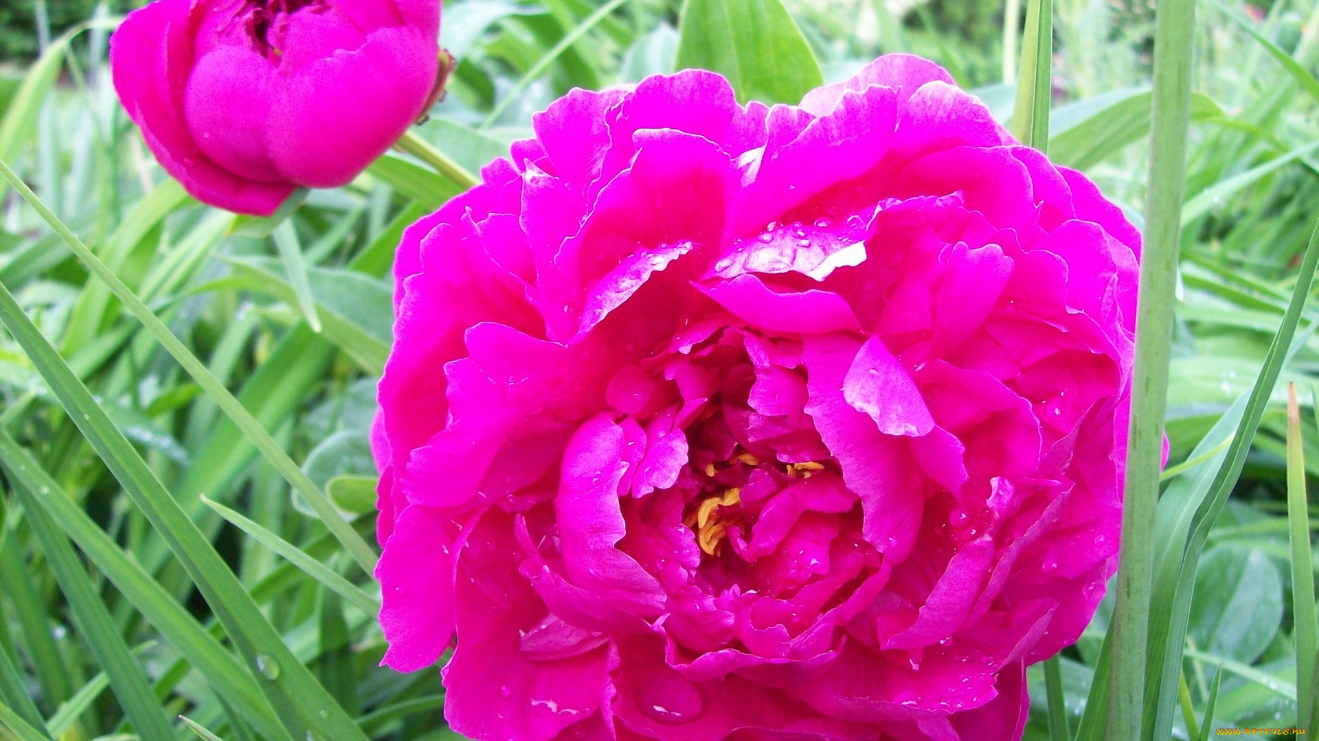 цветы, пионы, яркий, капли