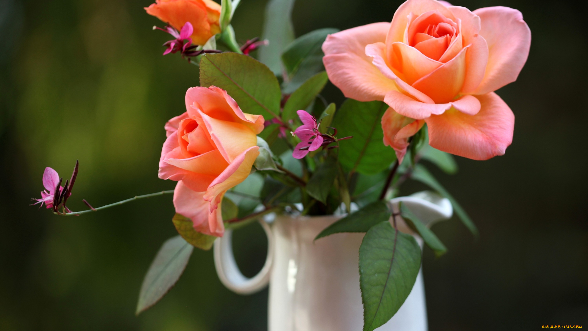цветы, розы, ваза, кремовый