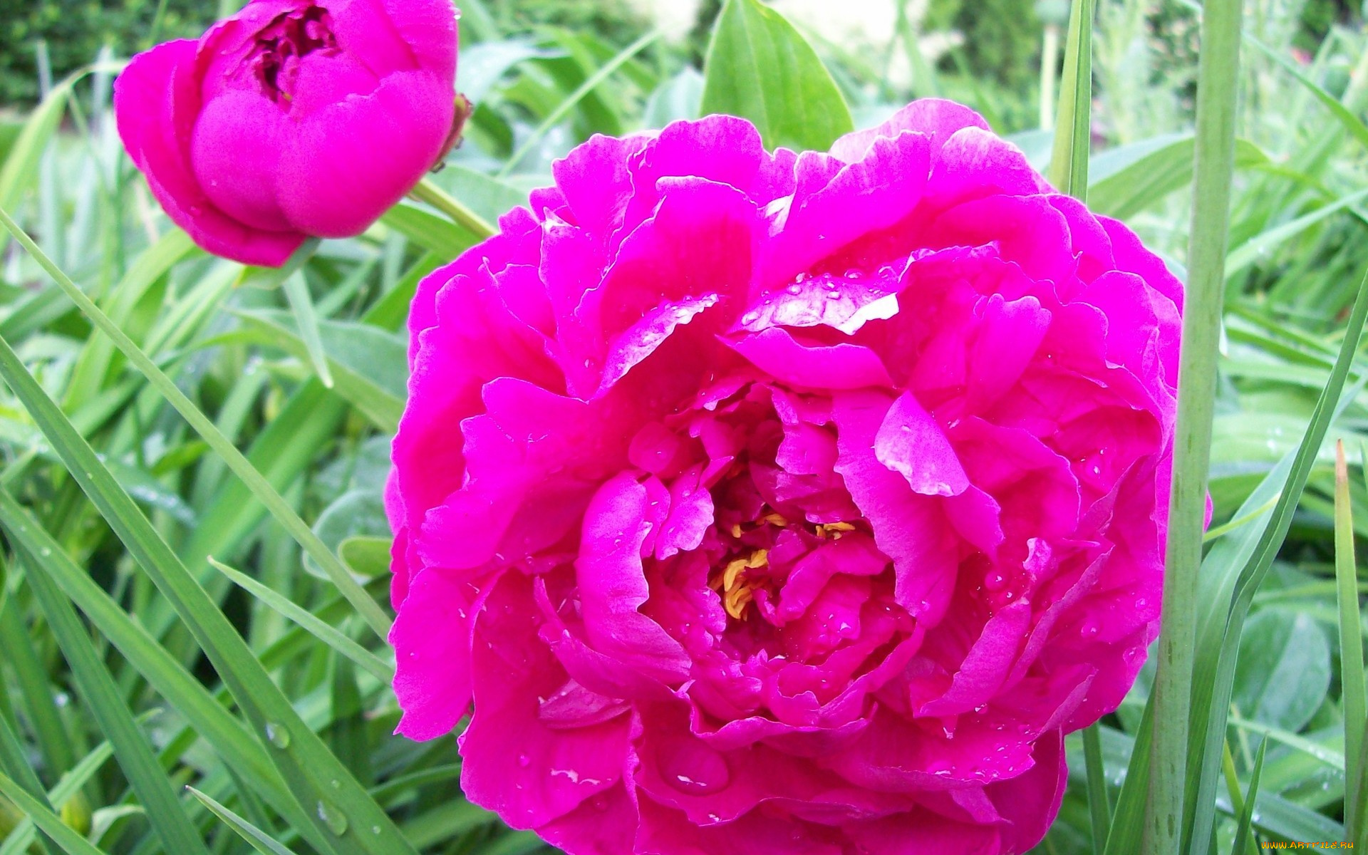 цветы, пионы, яркий, капли