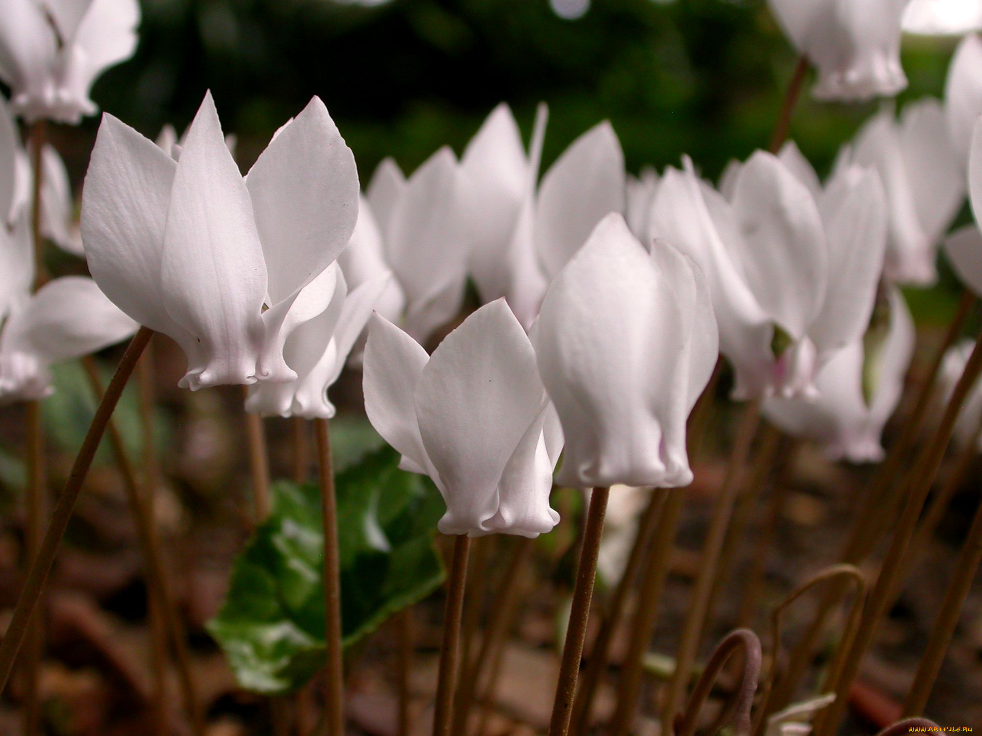 цикламен, цветы, цикламены, бледно-розовый