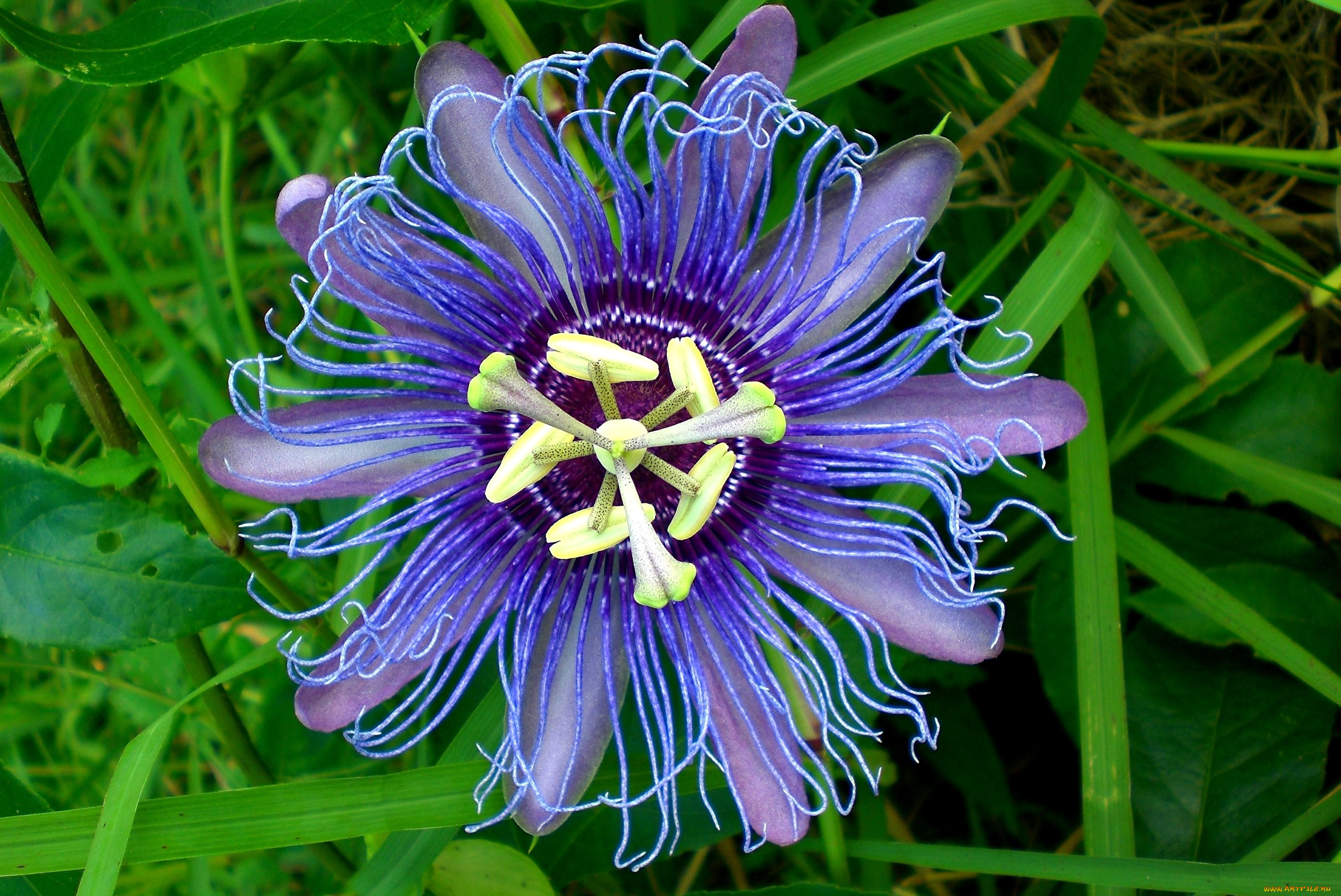 цветы, пассифлора, фиолетовый