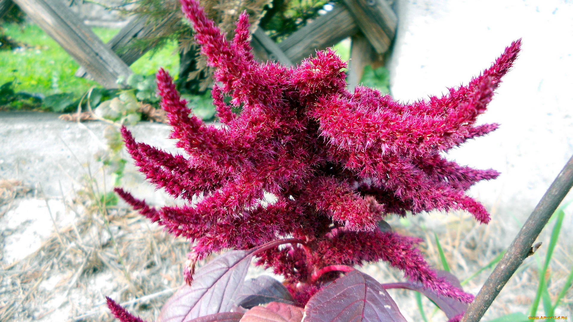 цветы, амаранты, пушистый