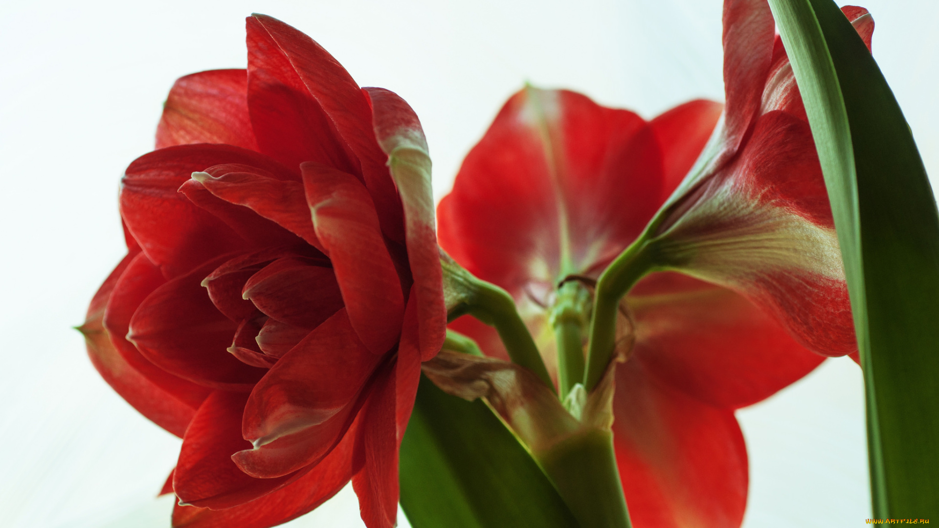 цветы, амариллисы, , гиппеаструмы, гиппеаструмы