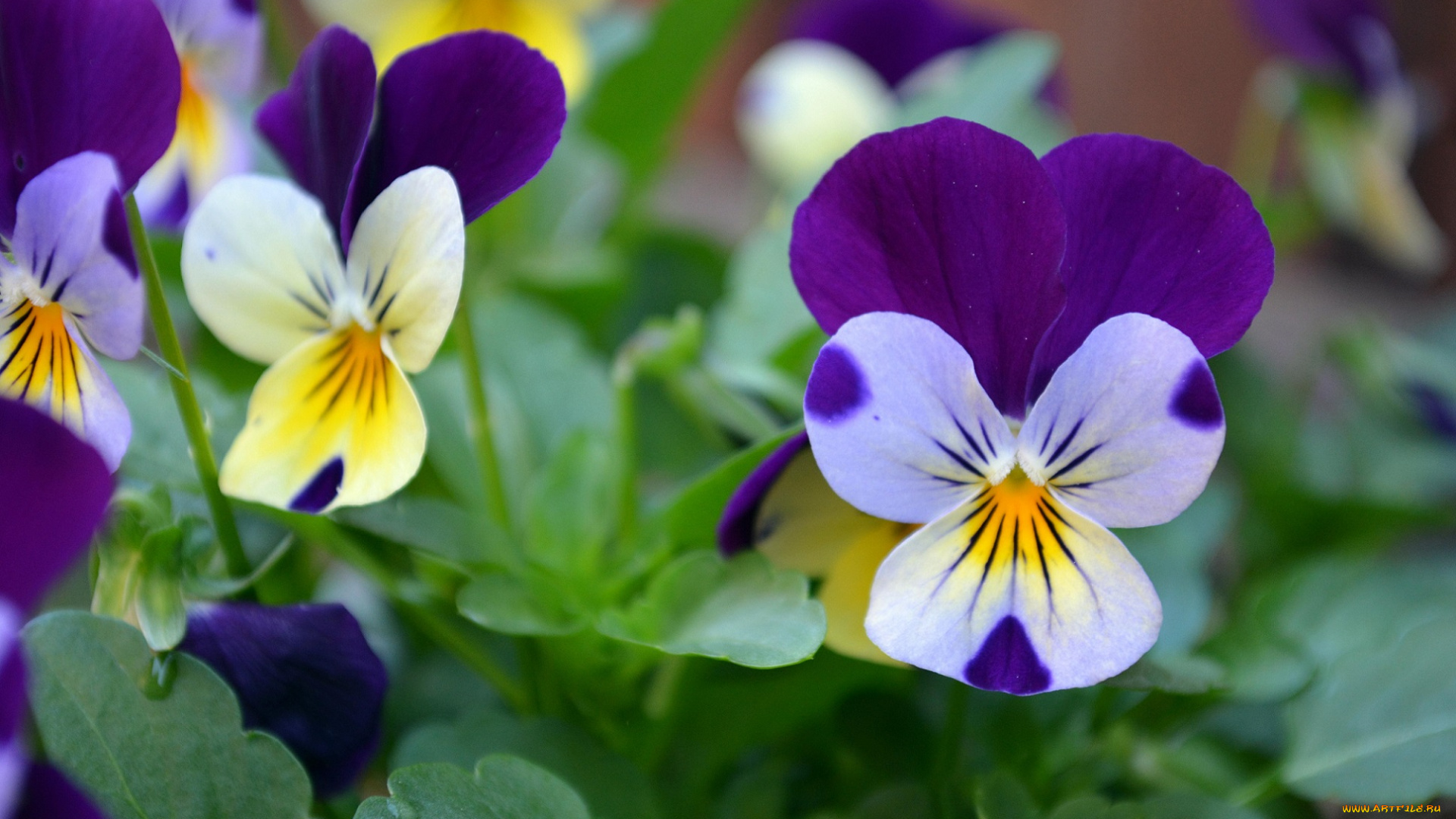 цветы, анютины, глазки, , садовые, фиалки, фиалки, листики, анютины, глазки